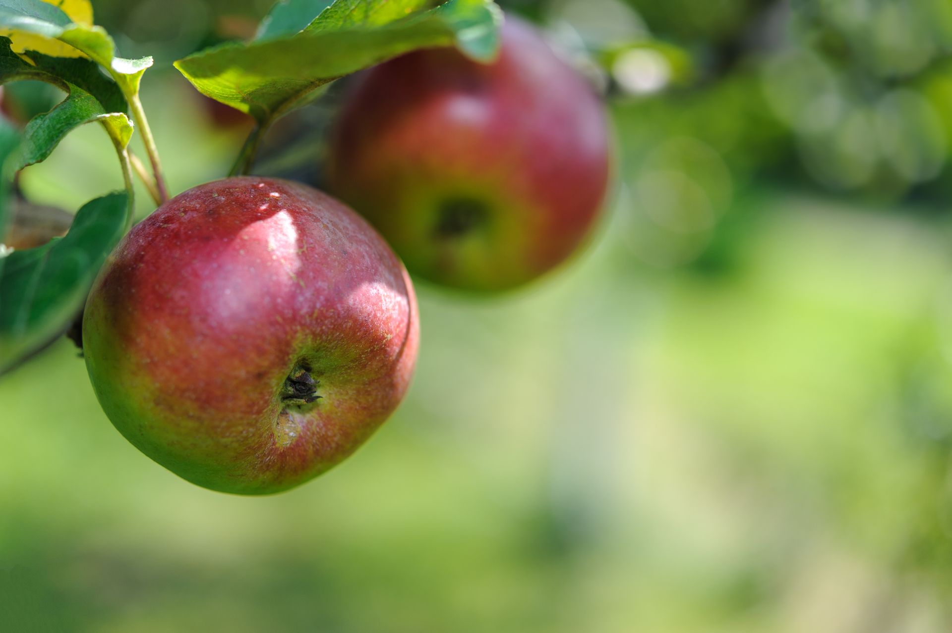 Red apples hanging from a tree branch in a sunny orchard