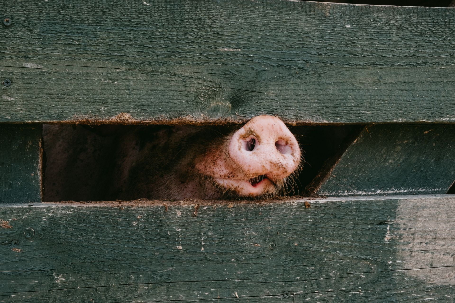 A muddy pig in a wooden pig pen on a farm