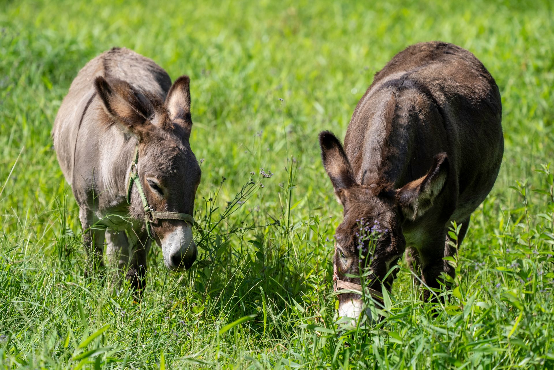 Donkeys eating grass in a green field