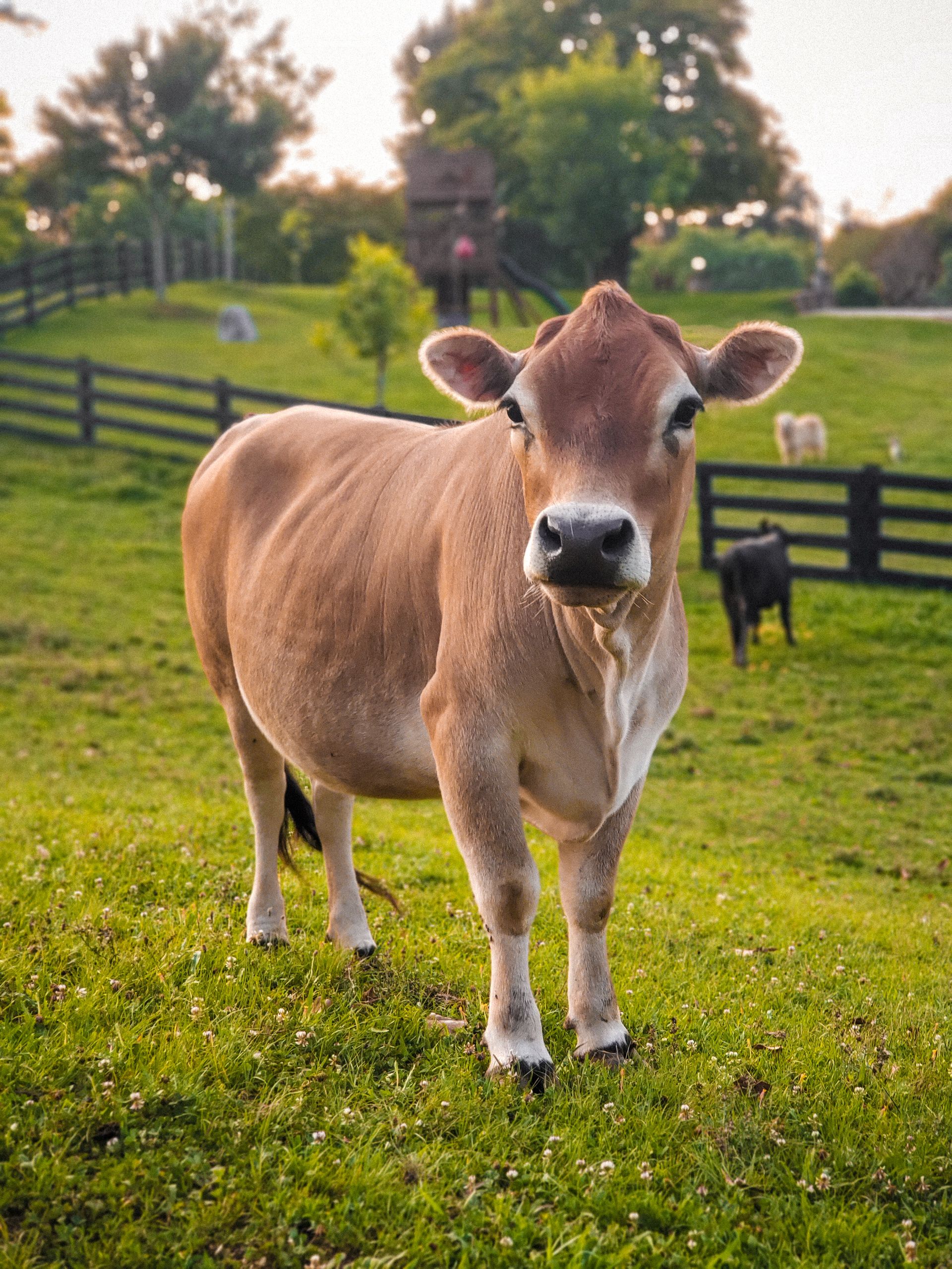 A brown cow in a farm with green grass