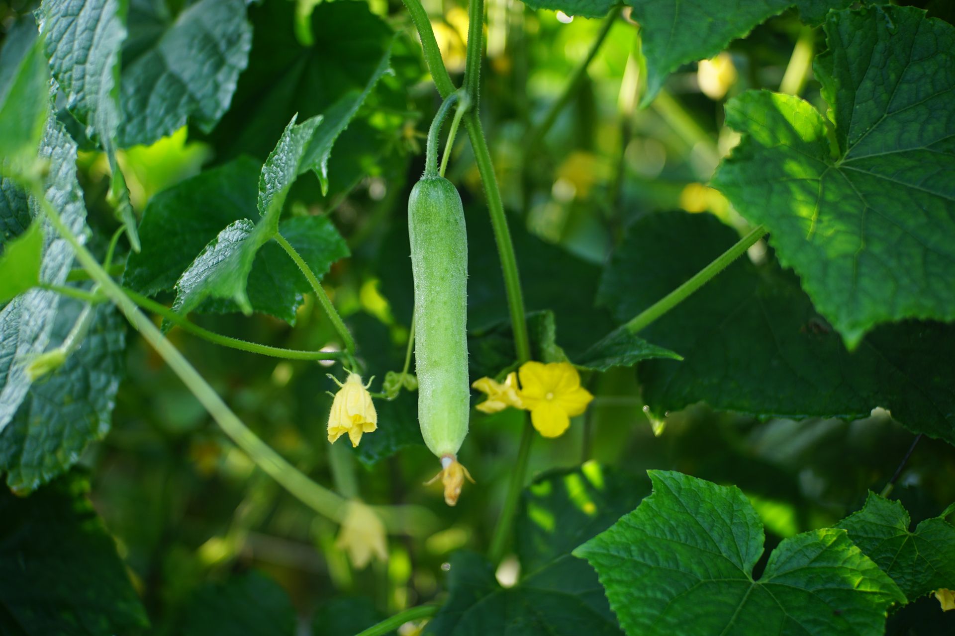 Fresh green cucumber growing on the vine in a garden