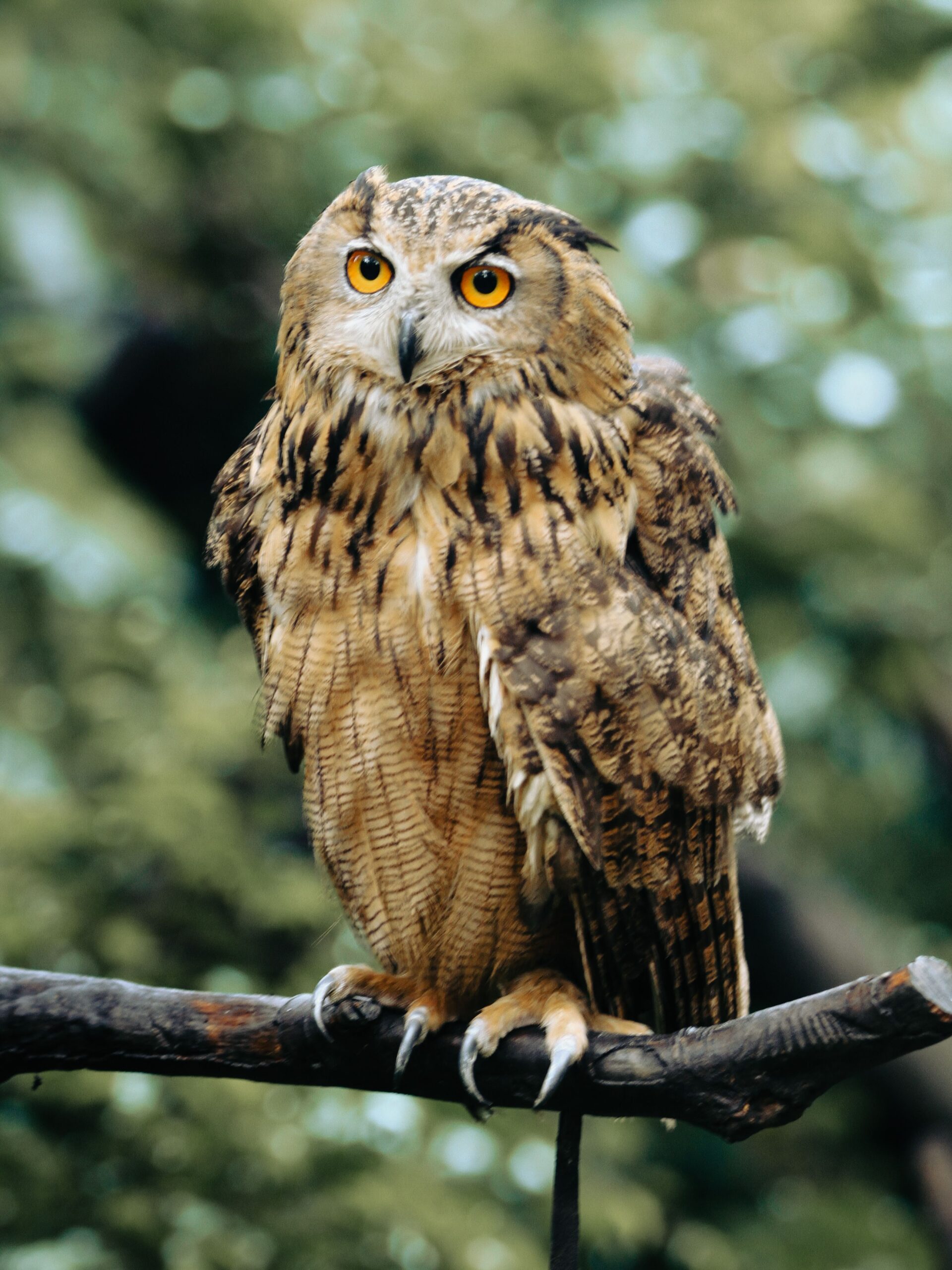 Close-up of a Eurasian Eagle-Owl perched on a branch, showcasing its striking eyes and feathers.