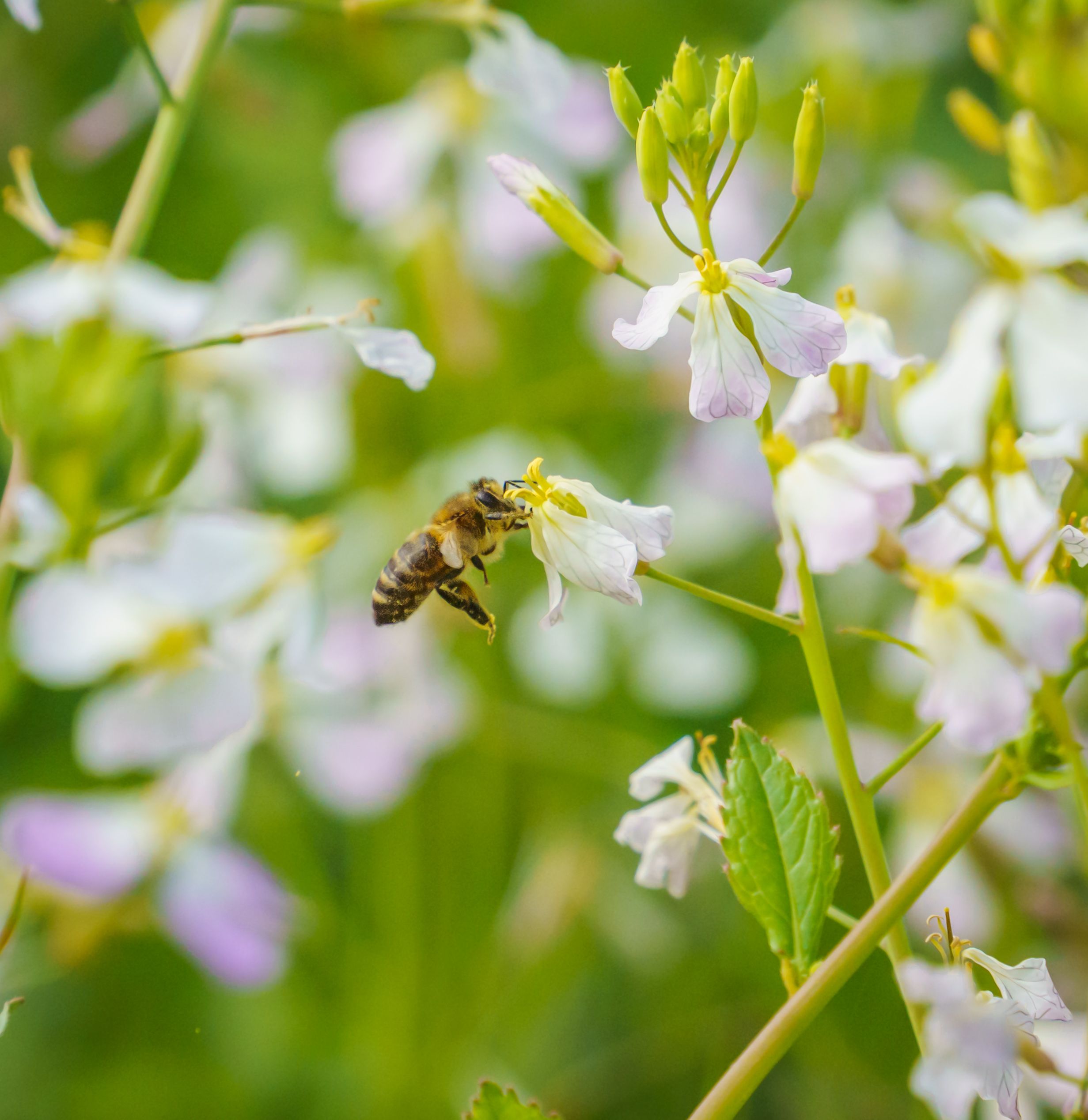 Close-up of a honeybee gathering pollen from delicate white and pink wildflowers.
