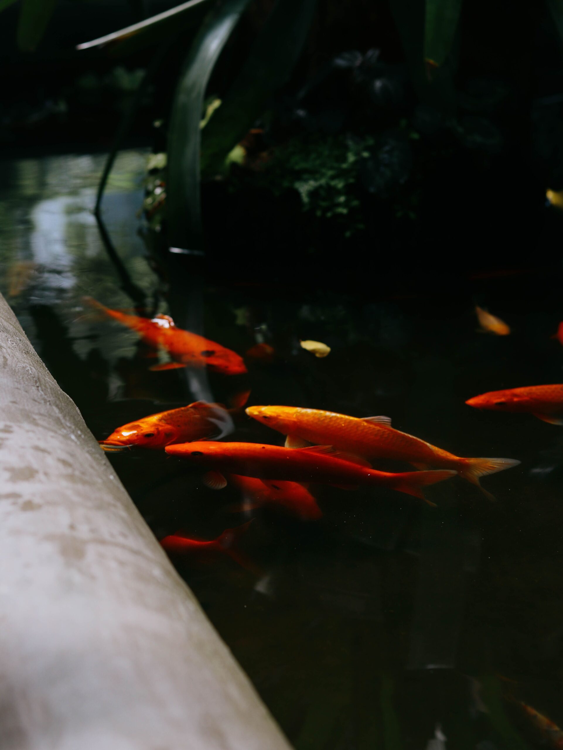 Colorful koi fish swimming gracefully in a serene pond, showcasing vibrant hues.
