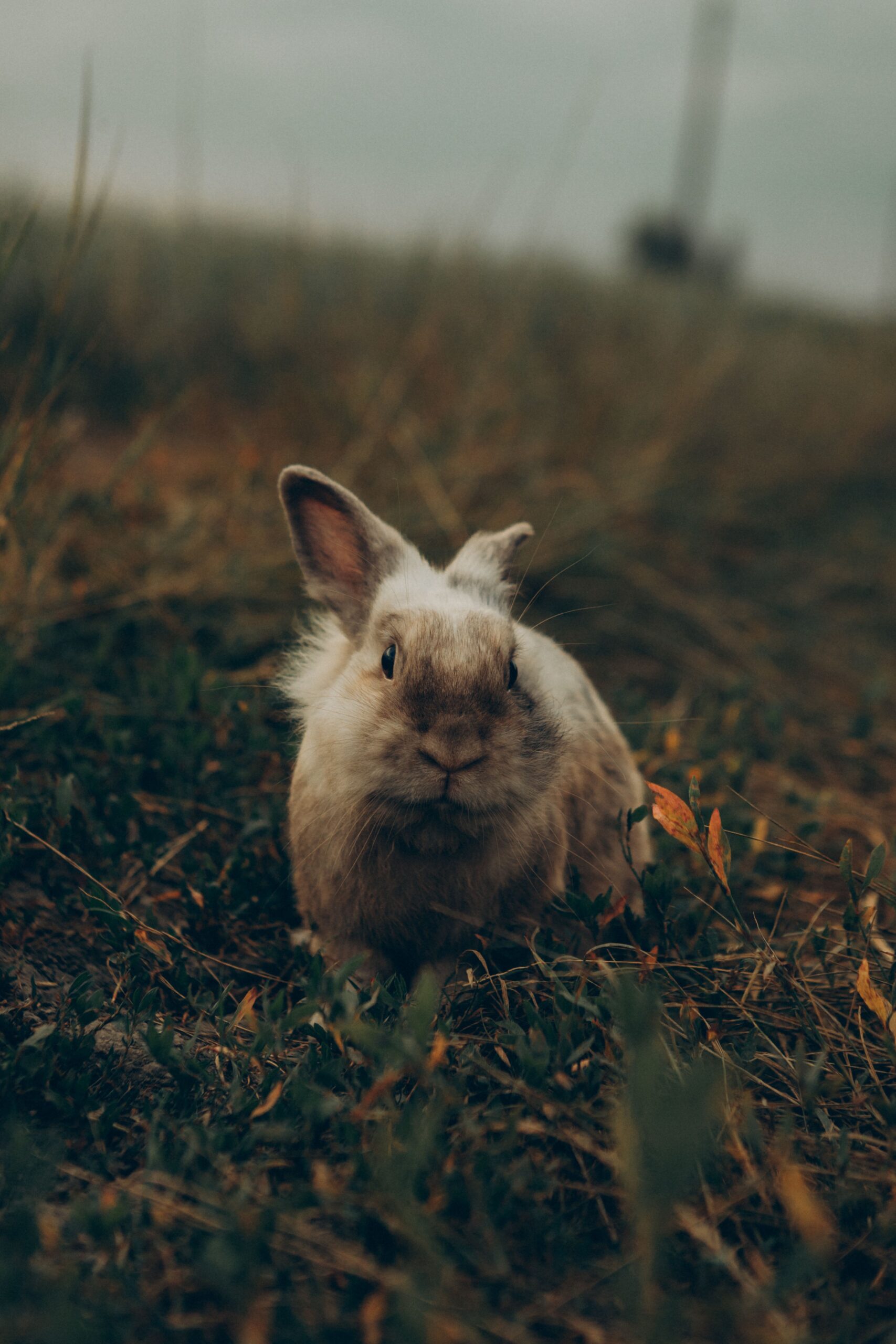 Close-up of a wild rabbit in a grassy field, showcasing its natural habitat.