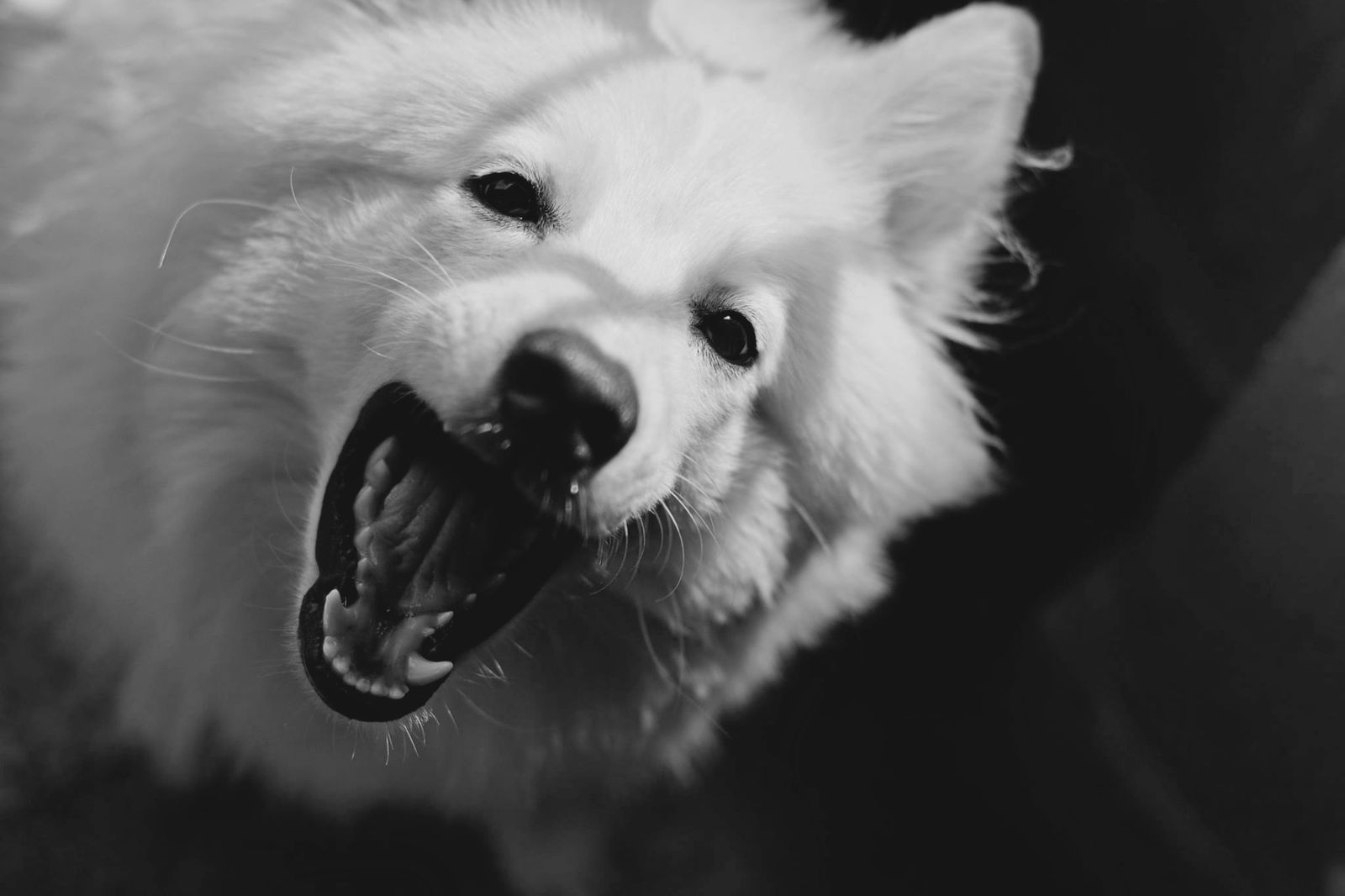 White dog with a medium-length coat