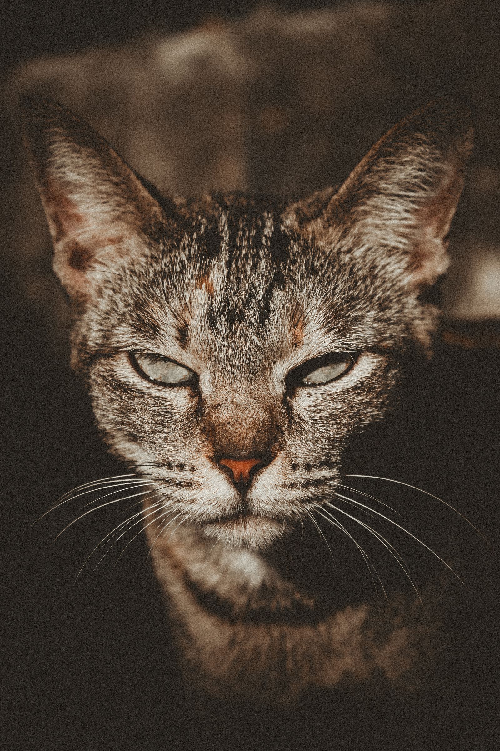 Close-up portrait of a domestic tabby cat