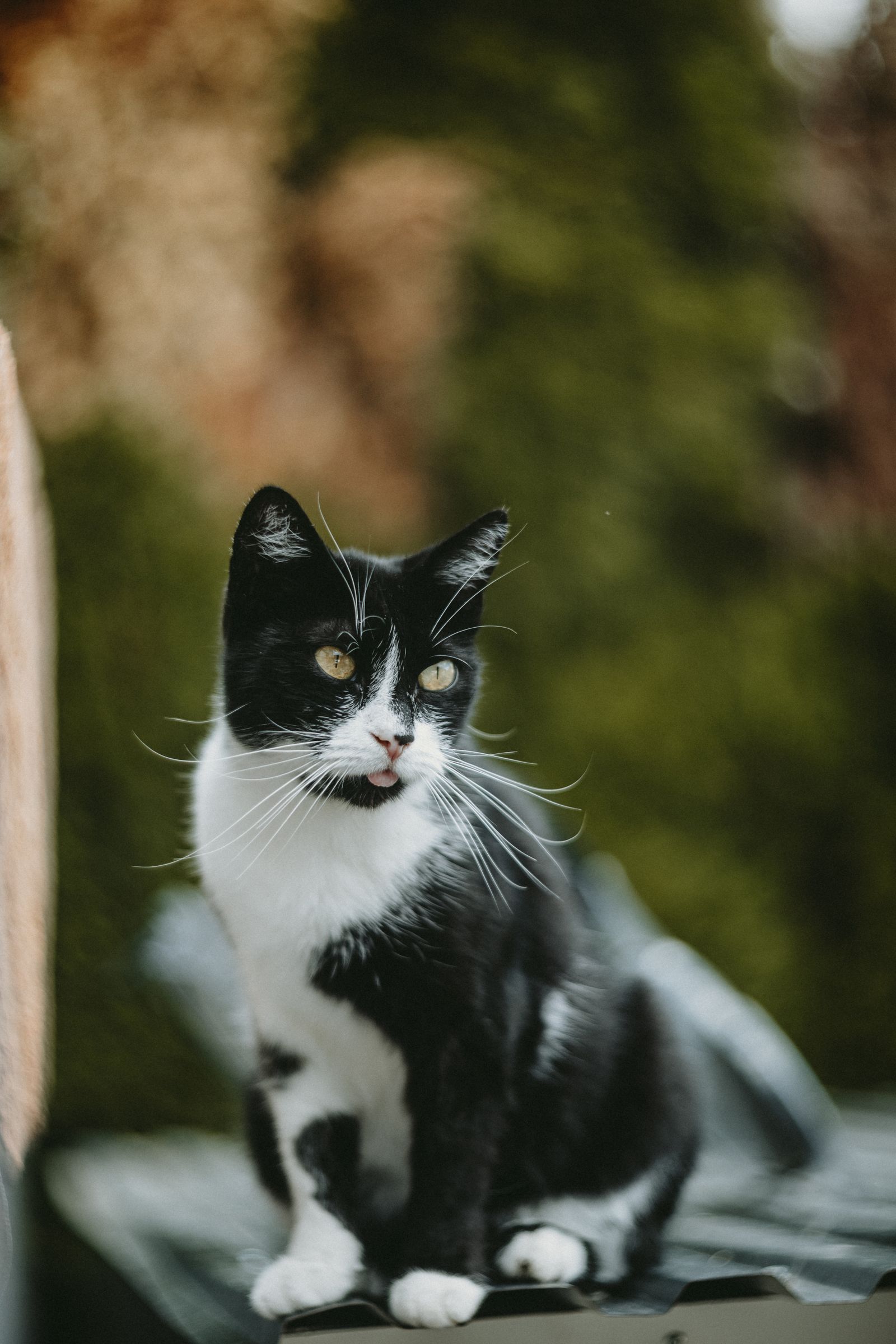 Playful tuxedo cat outdoors