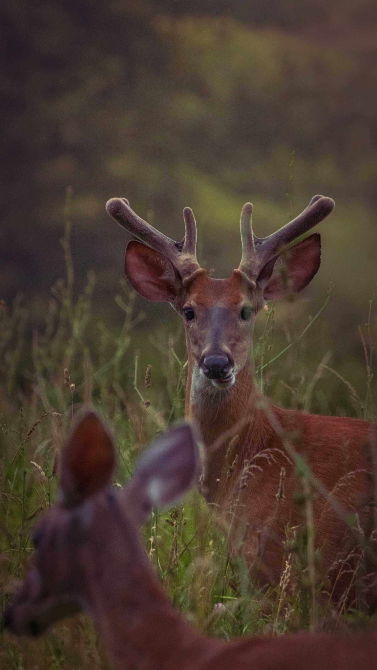 White-tailed deer in its natural habitat