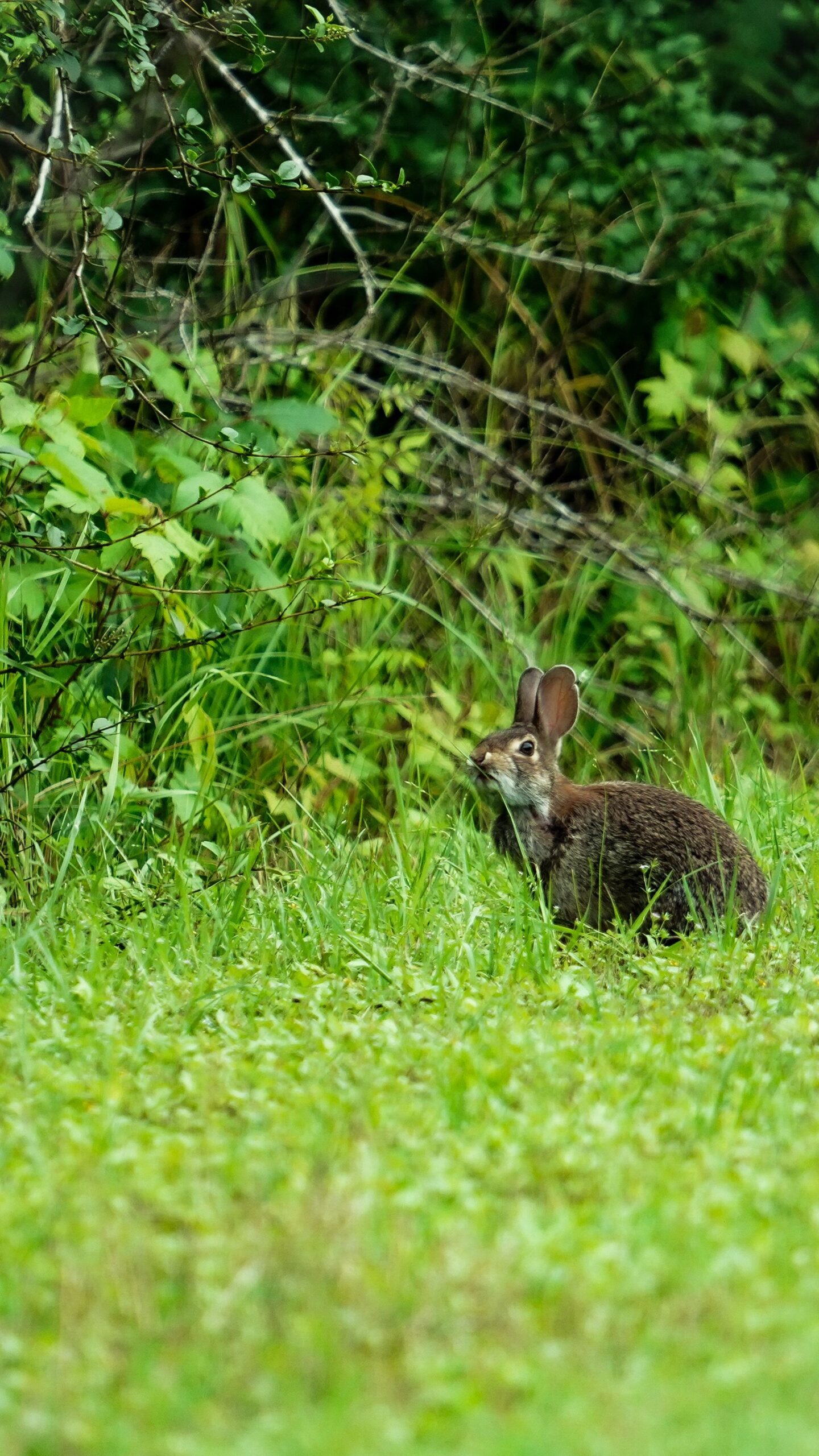 Wild rabbit in lush spring greenery