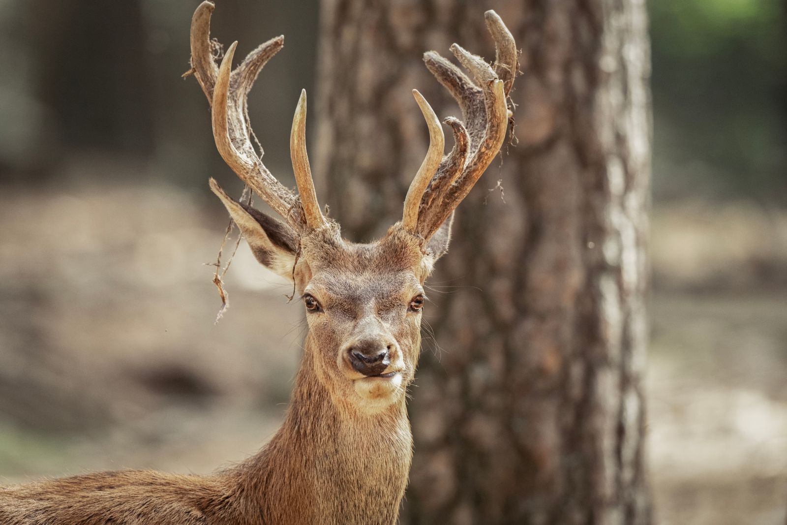 Young red deer