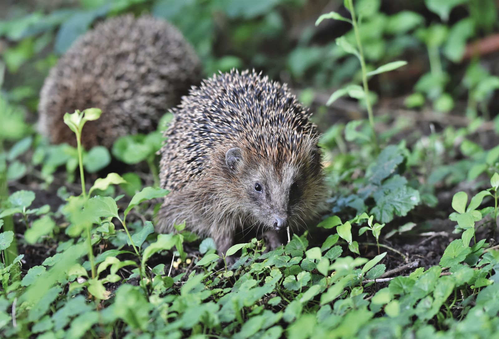 Hedgehogs walking on the ground
