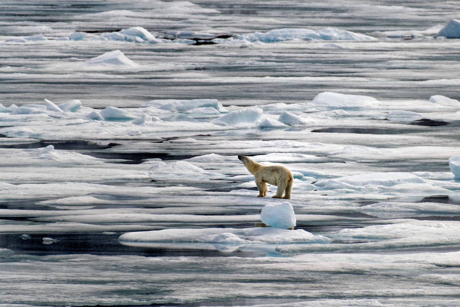 A polar bear stands on floating Arctic ice