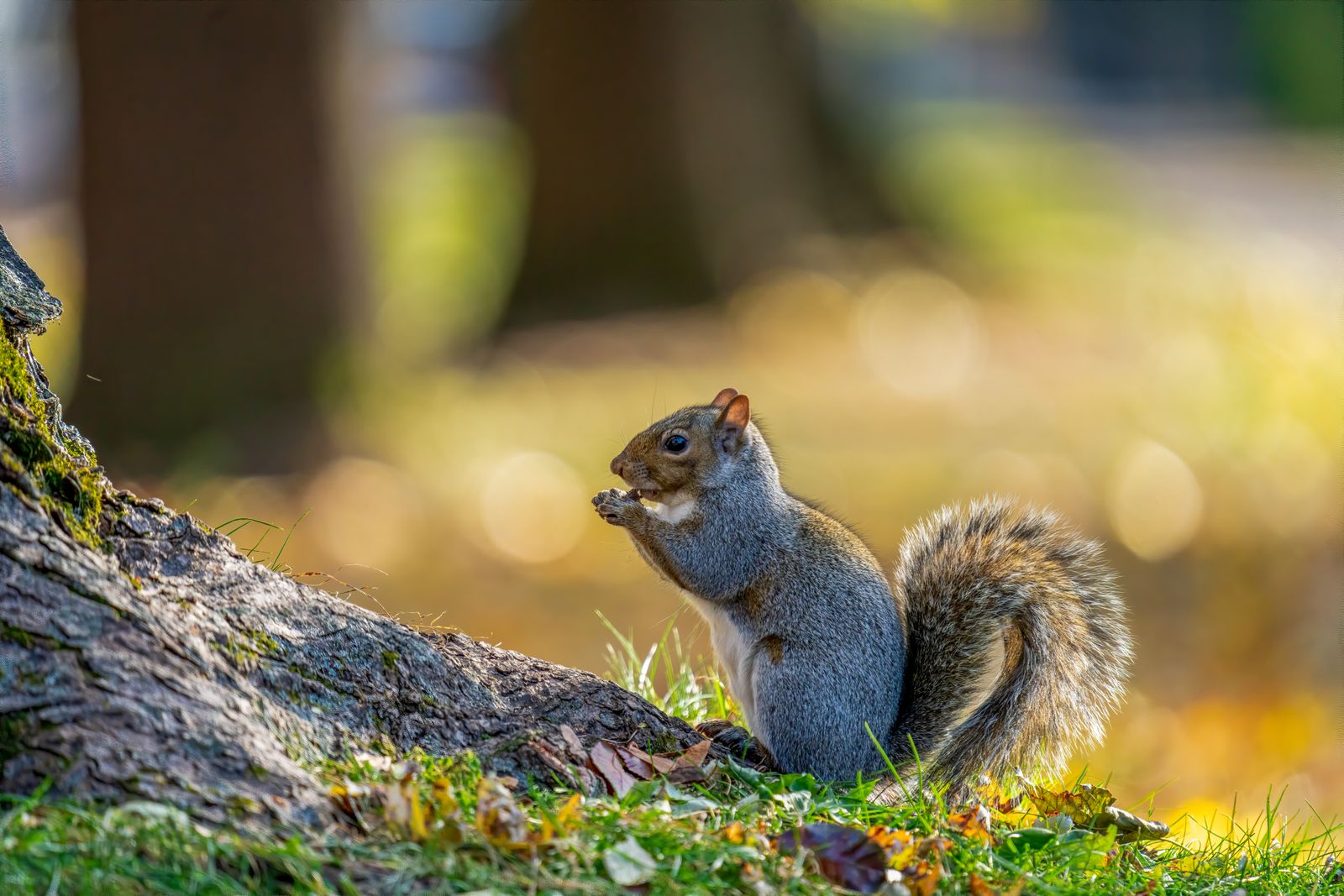A fluffy squirrel sits on tree roots, enjoying a nut in a sunlit park with blurred background