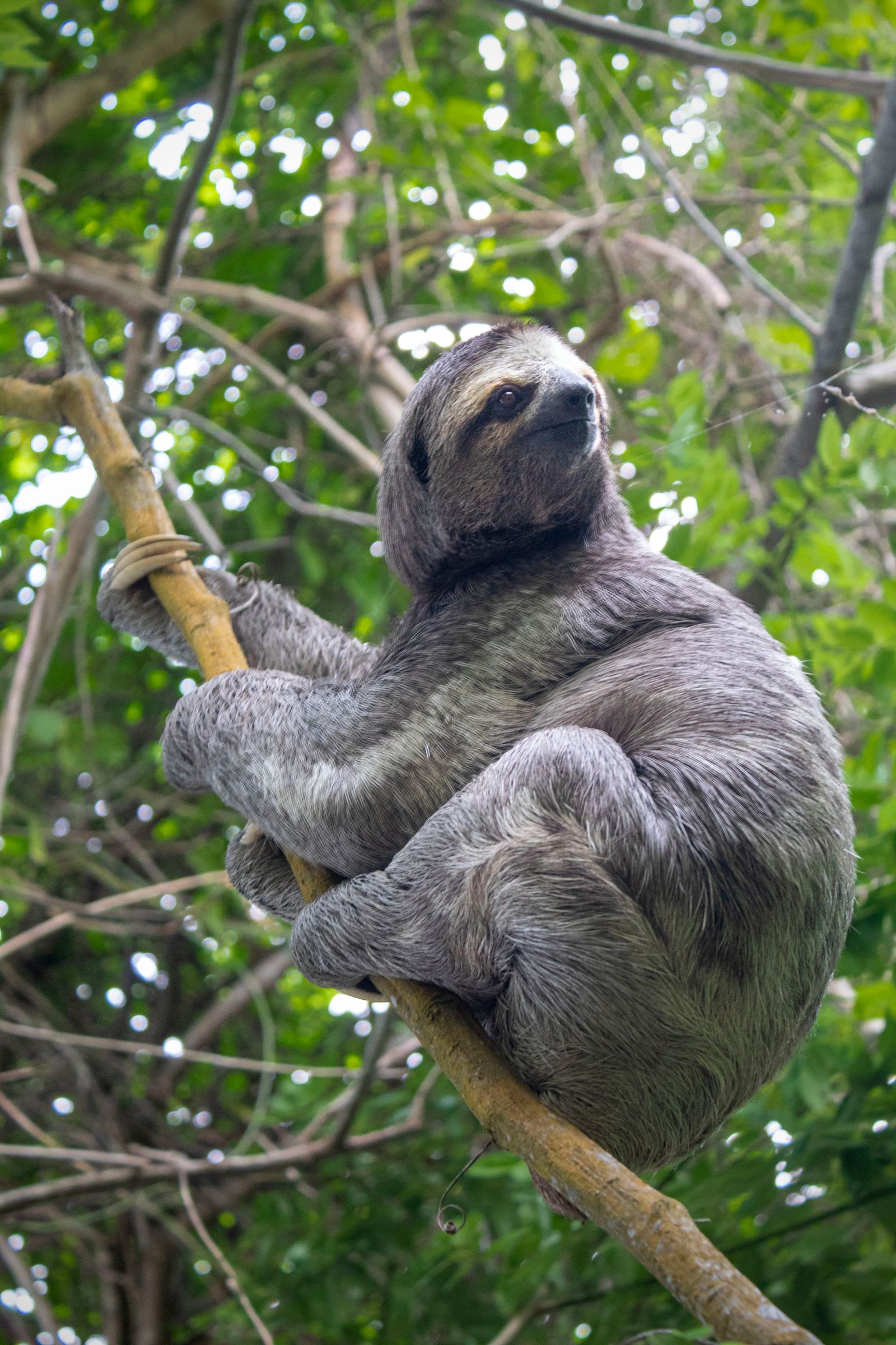 A sloth peacefully clings to a branch amidst vibrant green foliage in a tropical rainforest