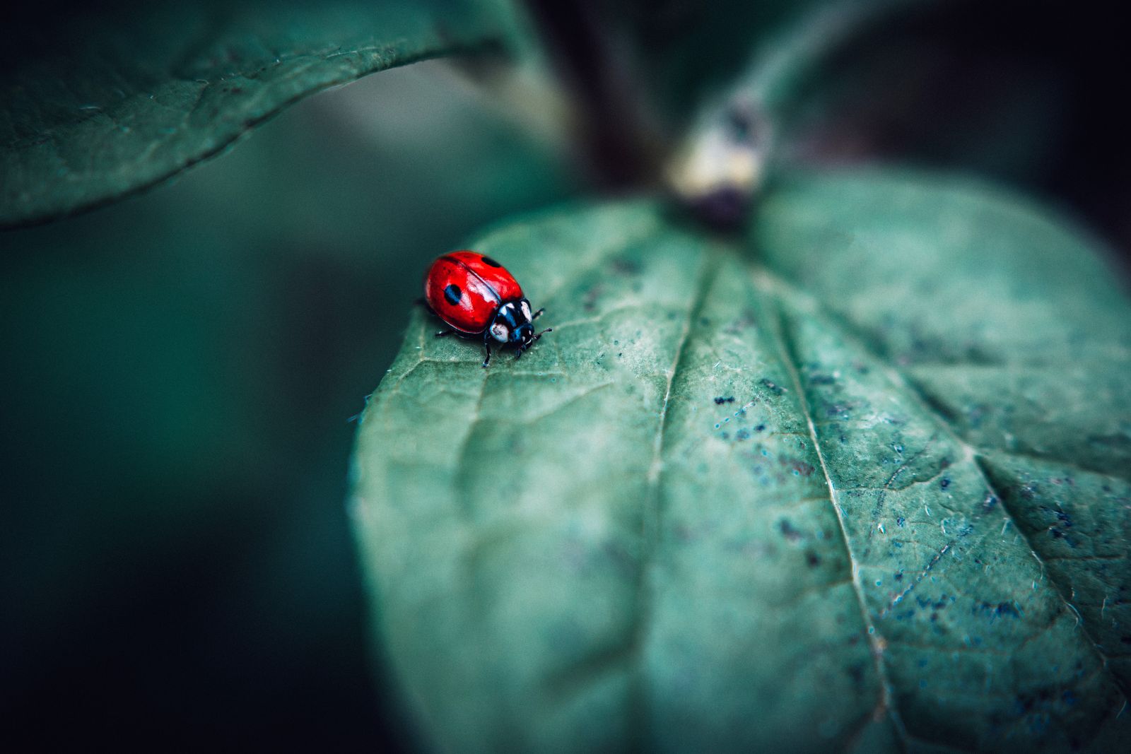 Macro shot of a vibrant red ladybug perched on a green leaf with blurred background