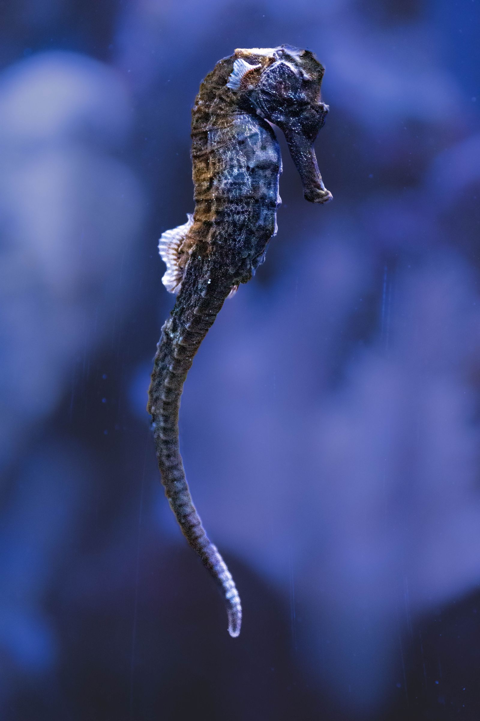 Close-up shot of a seahorse swimming gracefully underwater, highlighting its intricate textures