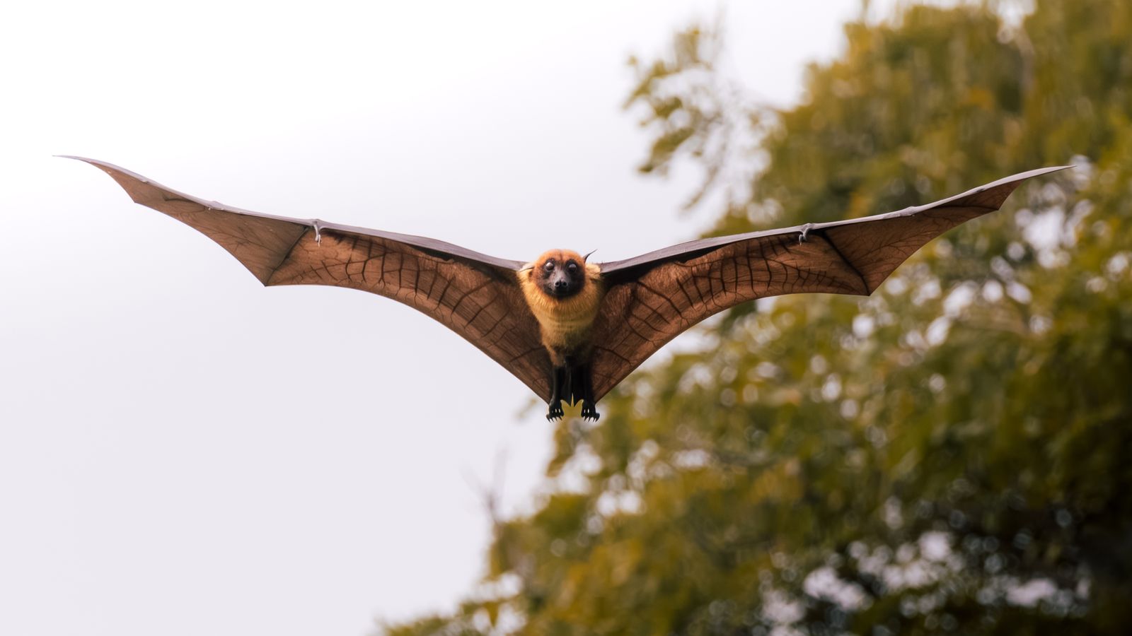 A close-up shot of a flying bat against a natural background, showcasing its wing span
