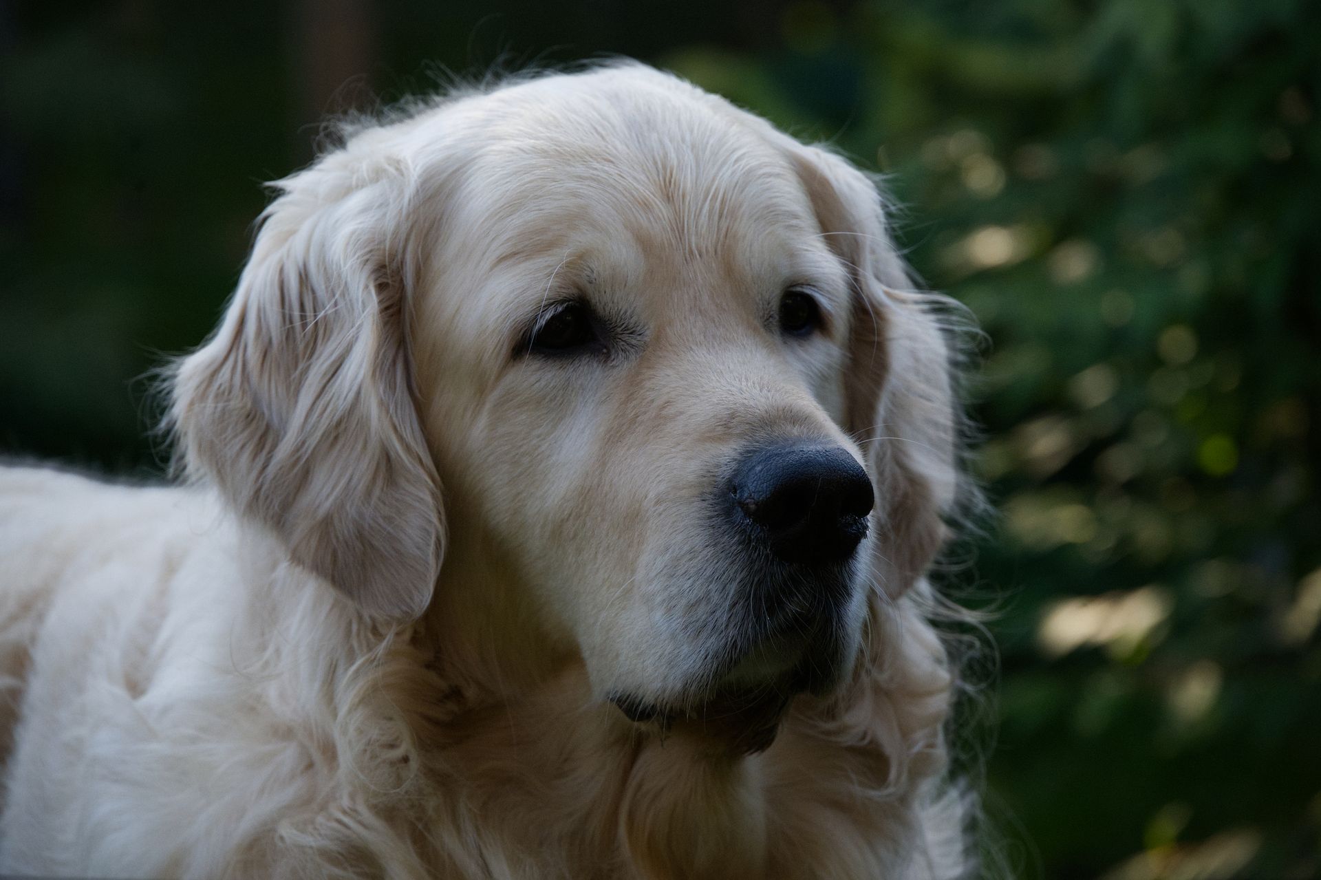 Serene portrait of a Golden Retriever with lush green foliage behind