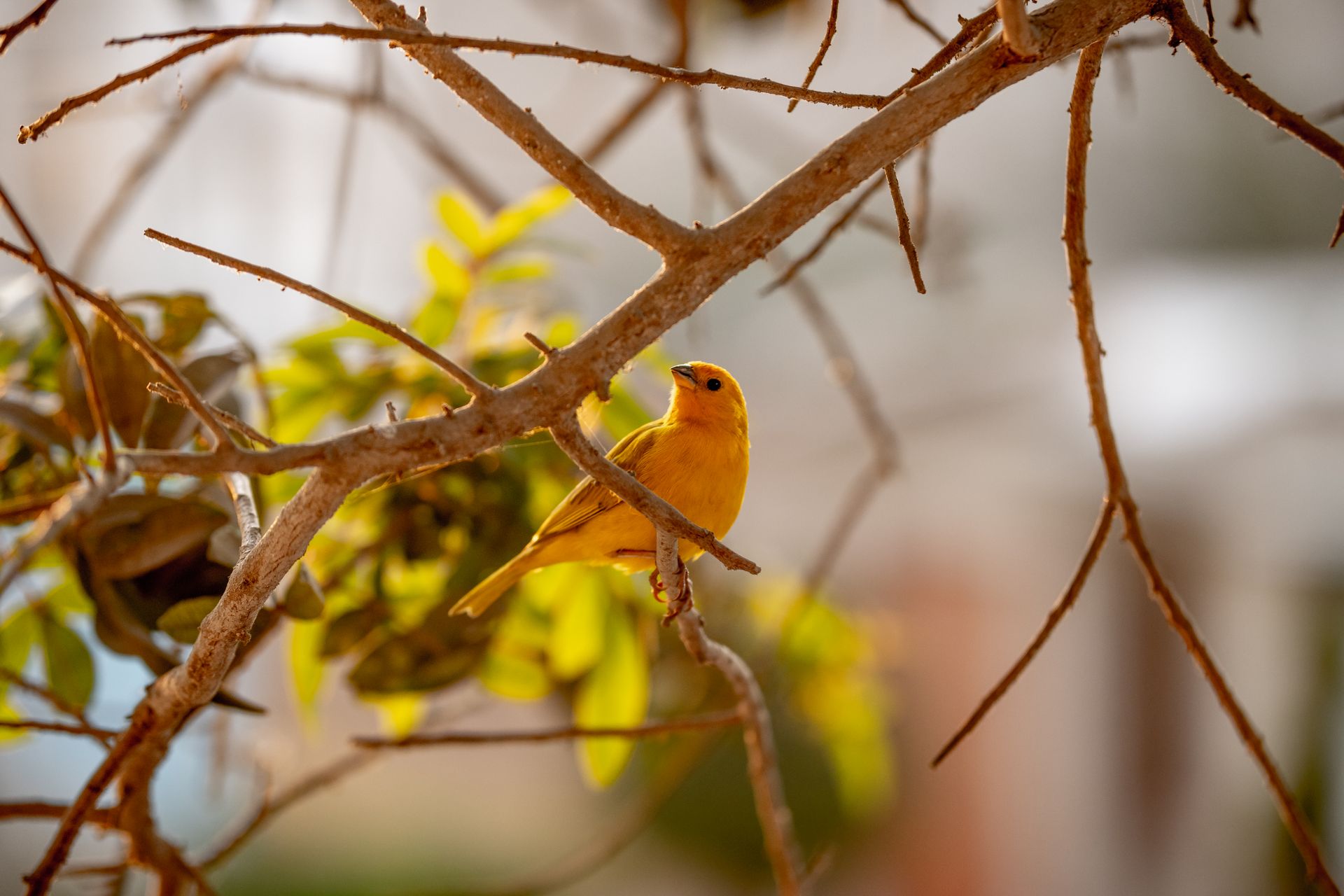 Close-up of a vibrant yellow canary sitting on a tree branch with green foliage behind