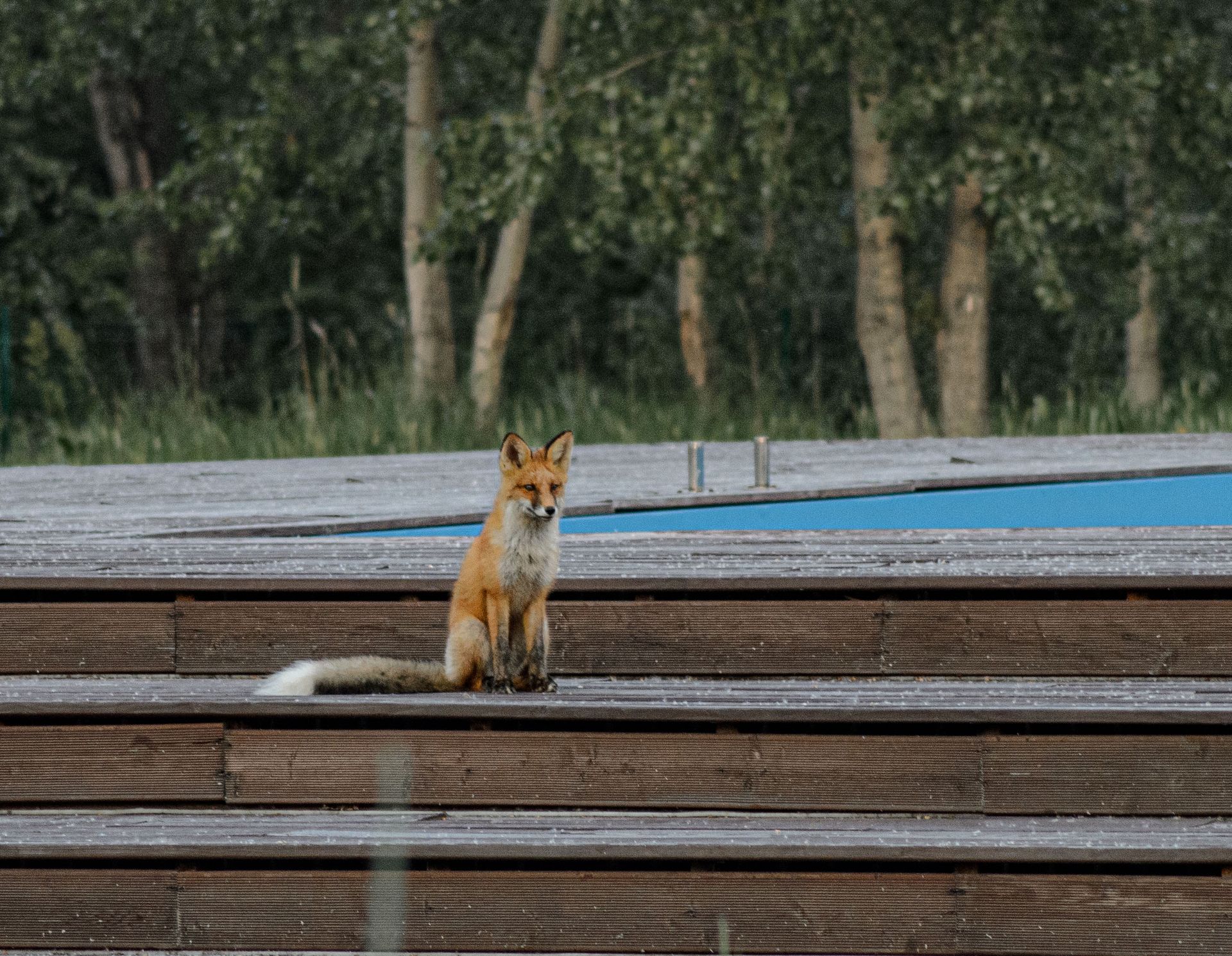 A red fox calmly sitting on wooden steps surrounded by lush green trees