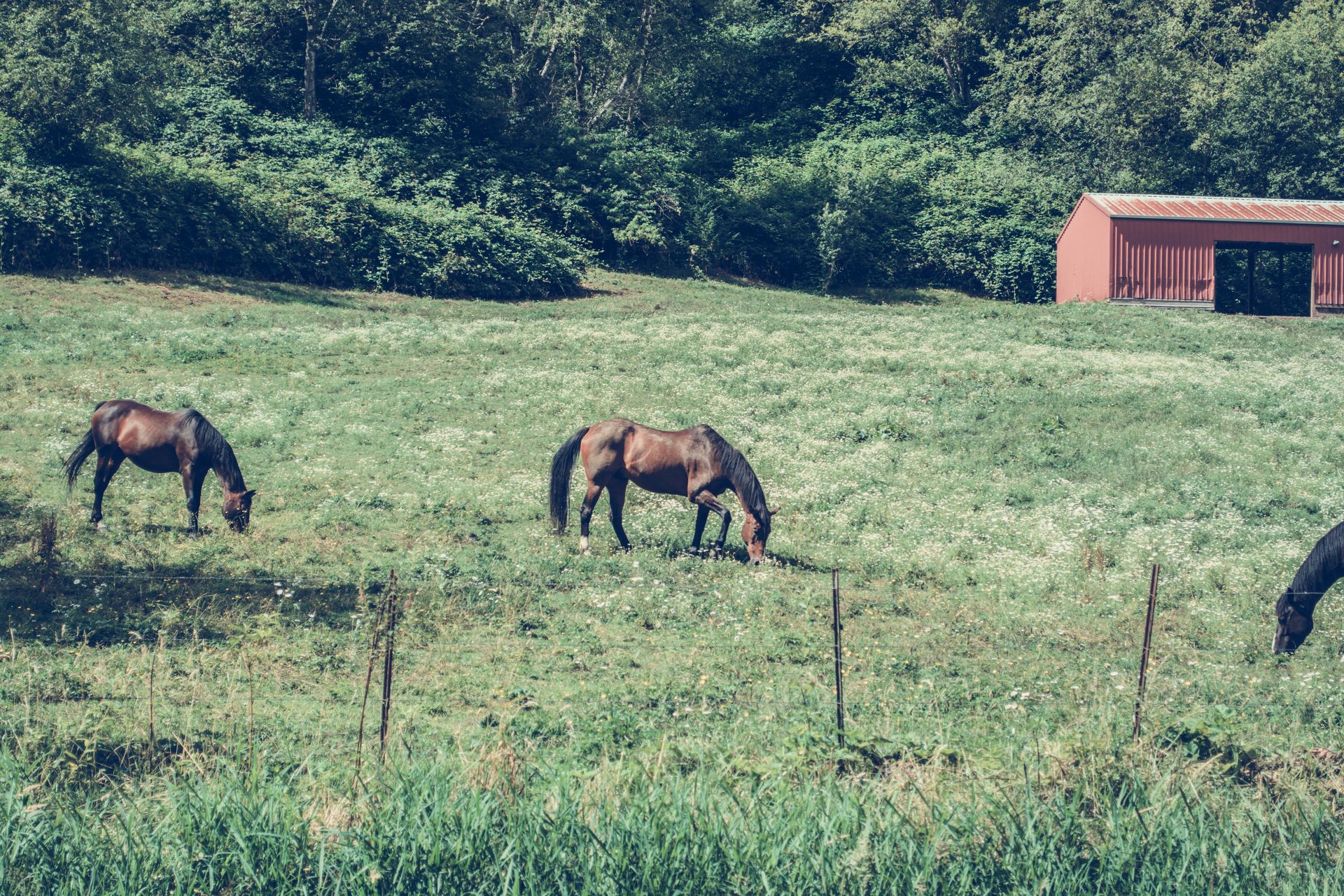 Peaceful scene of horses grazing in a vibrant countryside pasture with a rustic barn