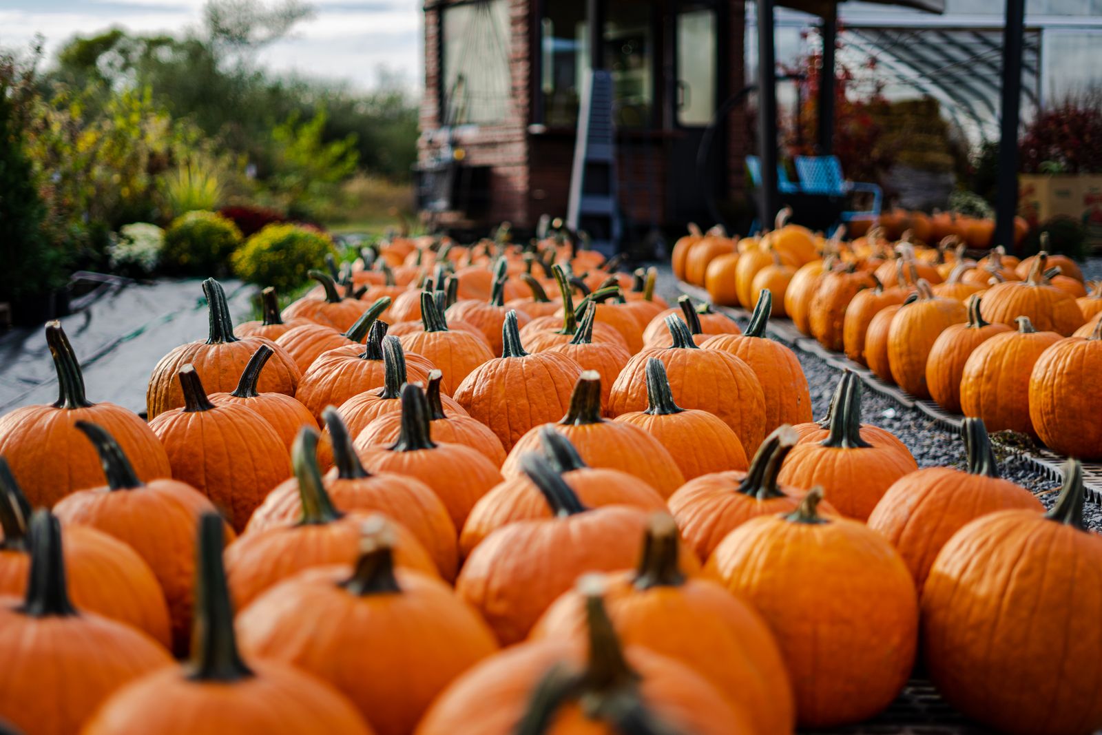 Pumpkins in a harvest pumpkin patch