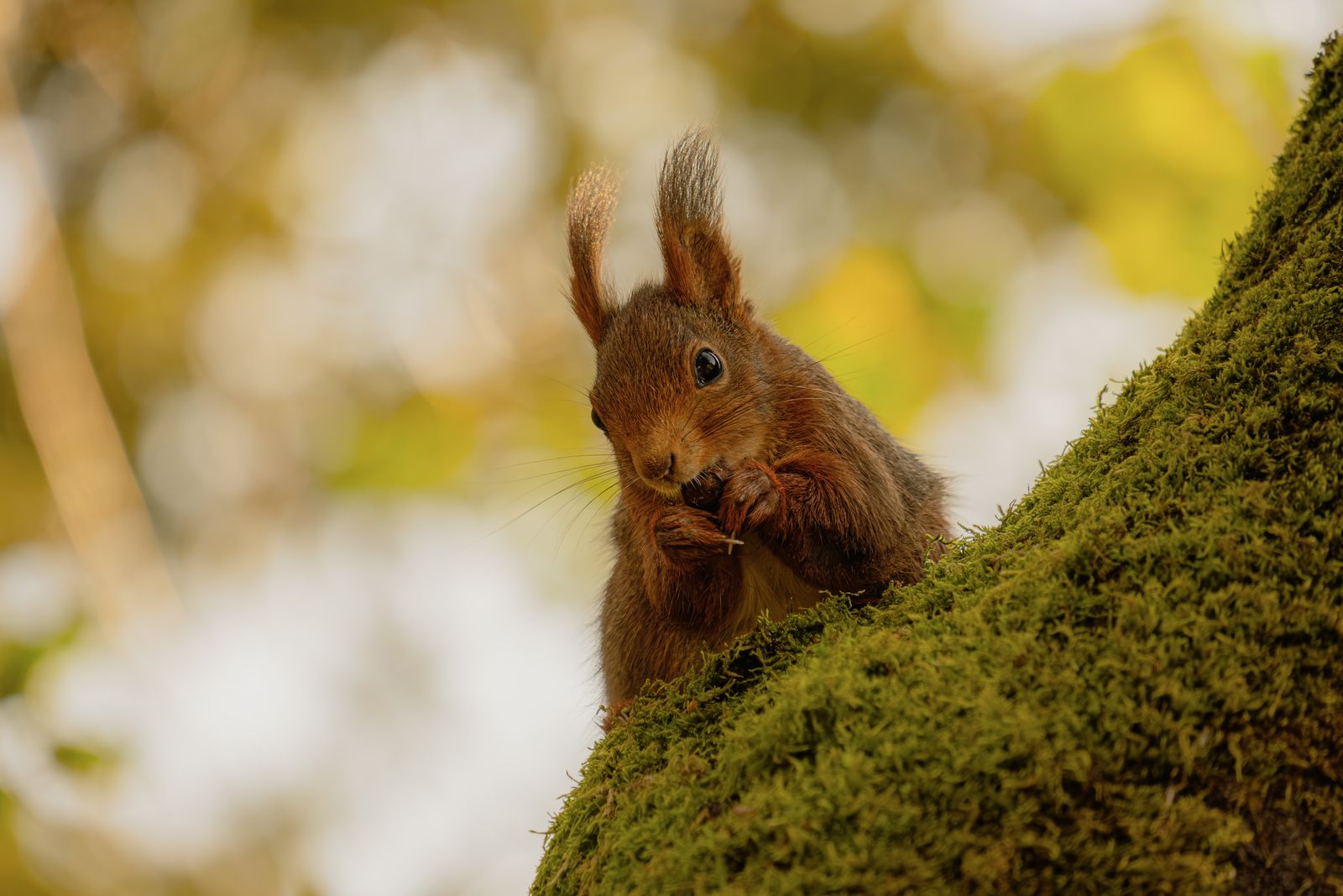 Red squirrel on a tree in an autumn forest