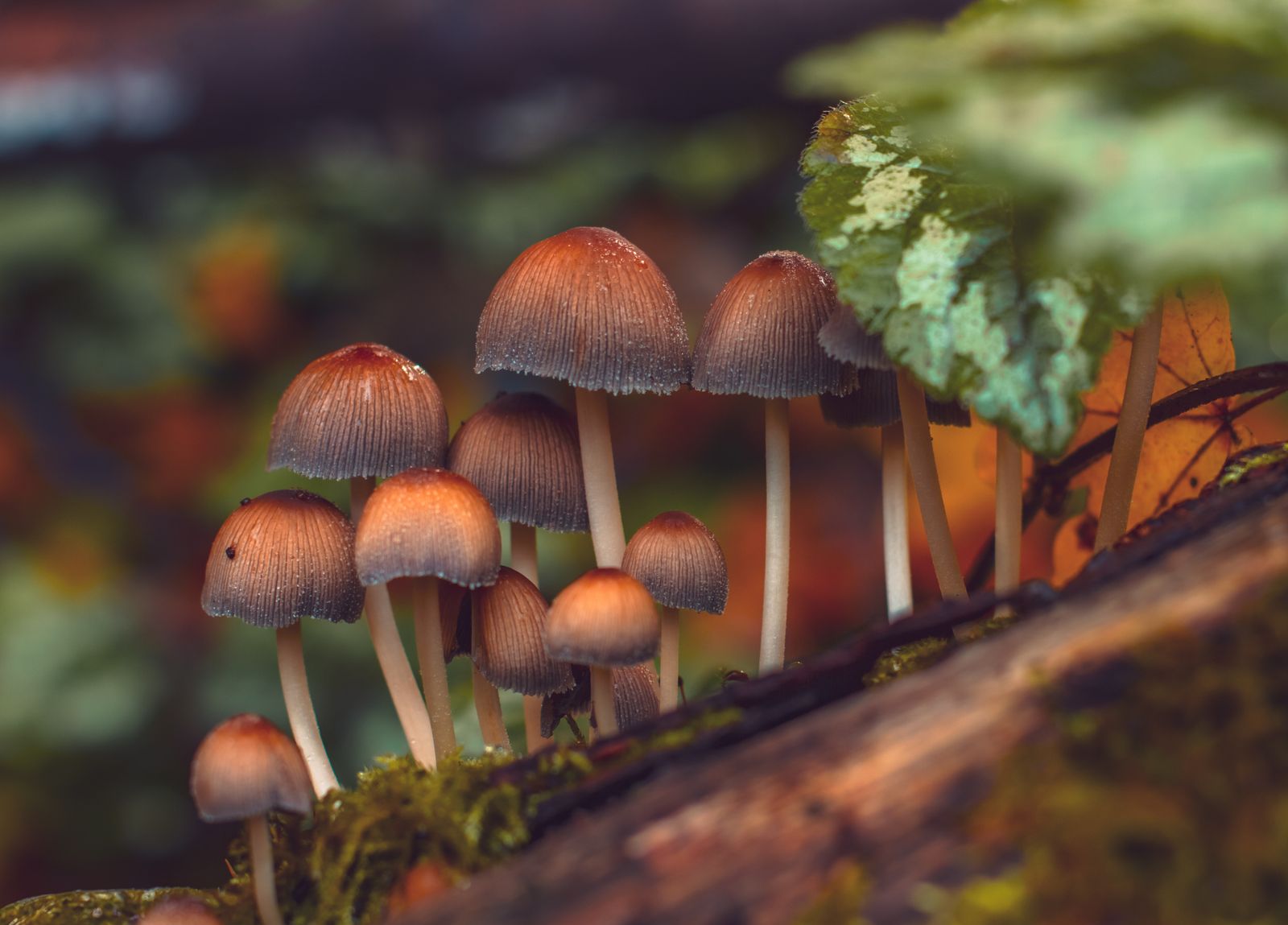 Mushrooms growing on the forest floor