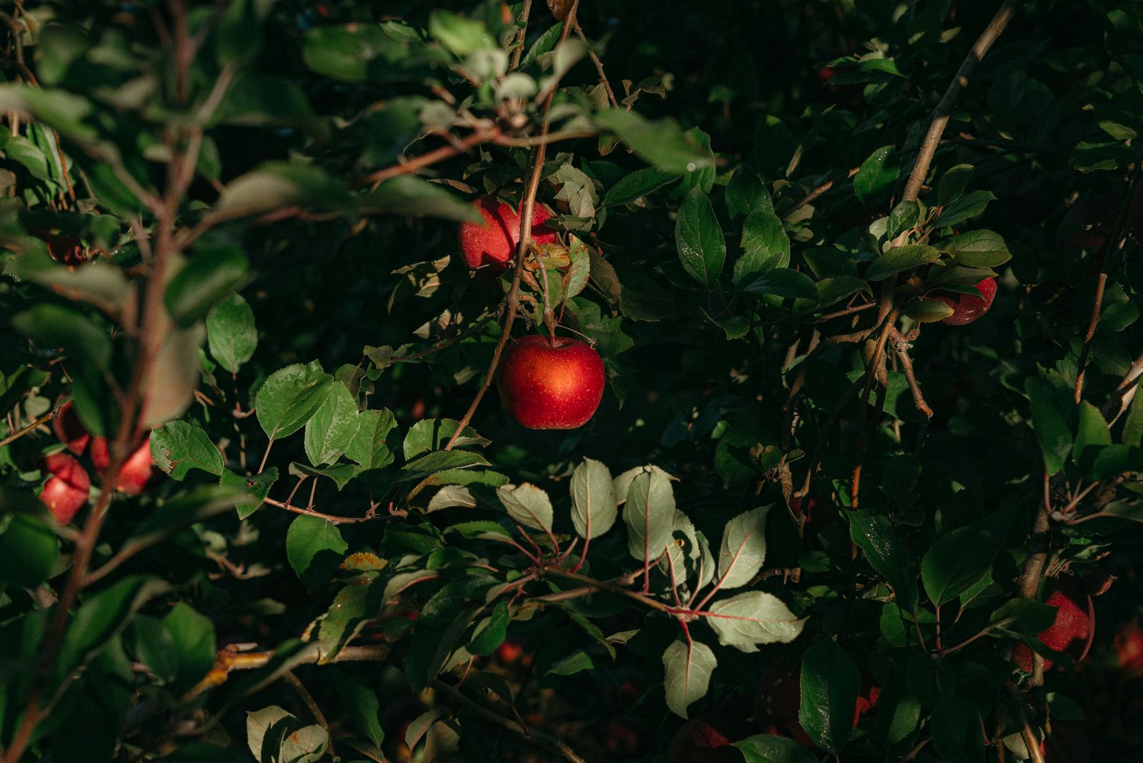 Ripe apples hanging on a tree in autumn