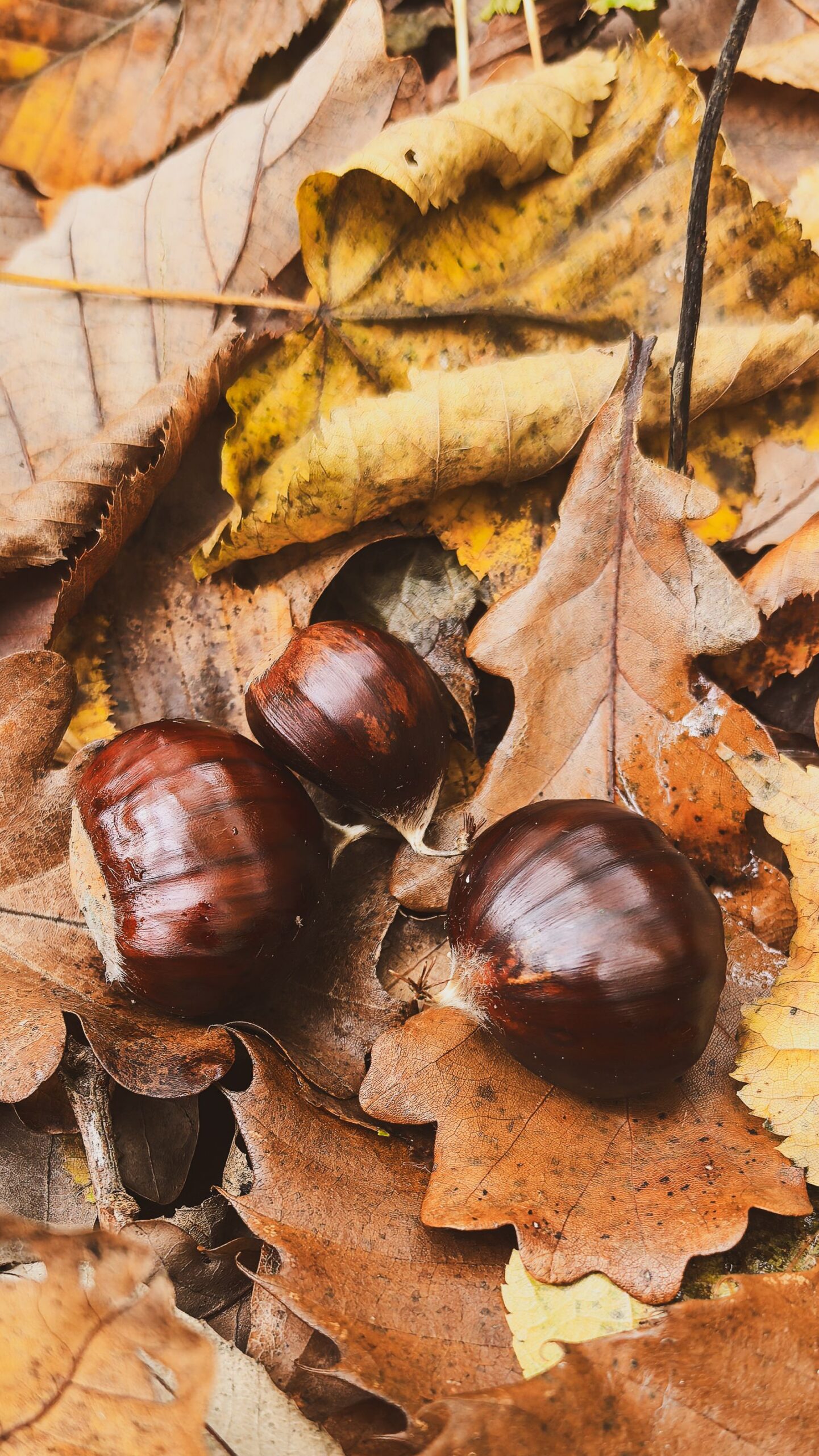 Chestnuts in autumn