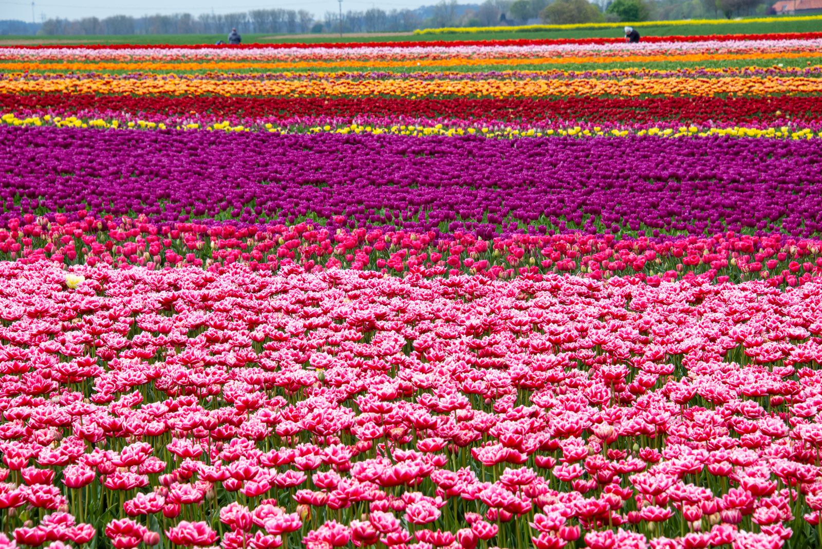 Colorful tulip field in spring — der Frühling