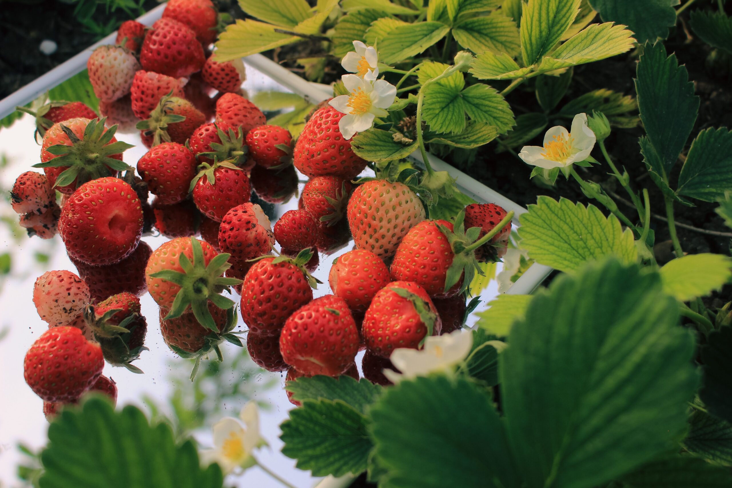 Close-up of fresh strawberries on a mirror with green leaves and flowers.