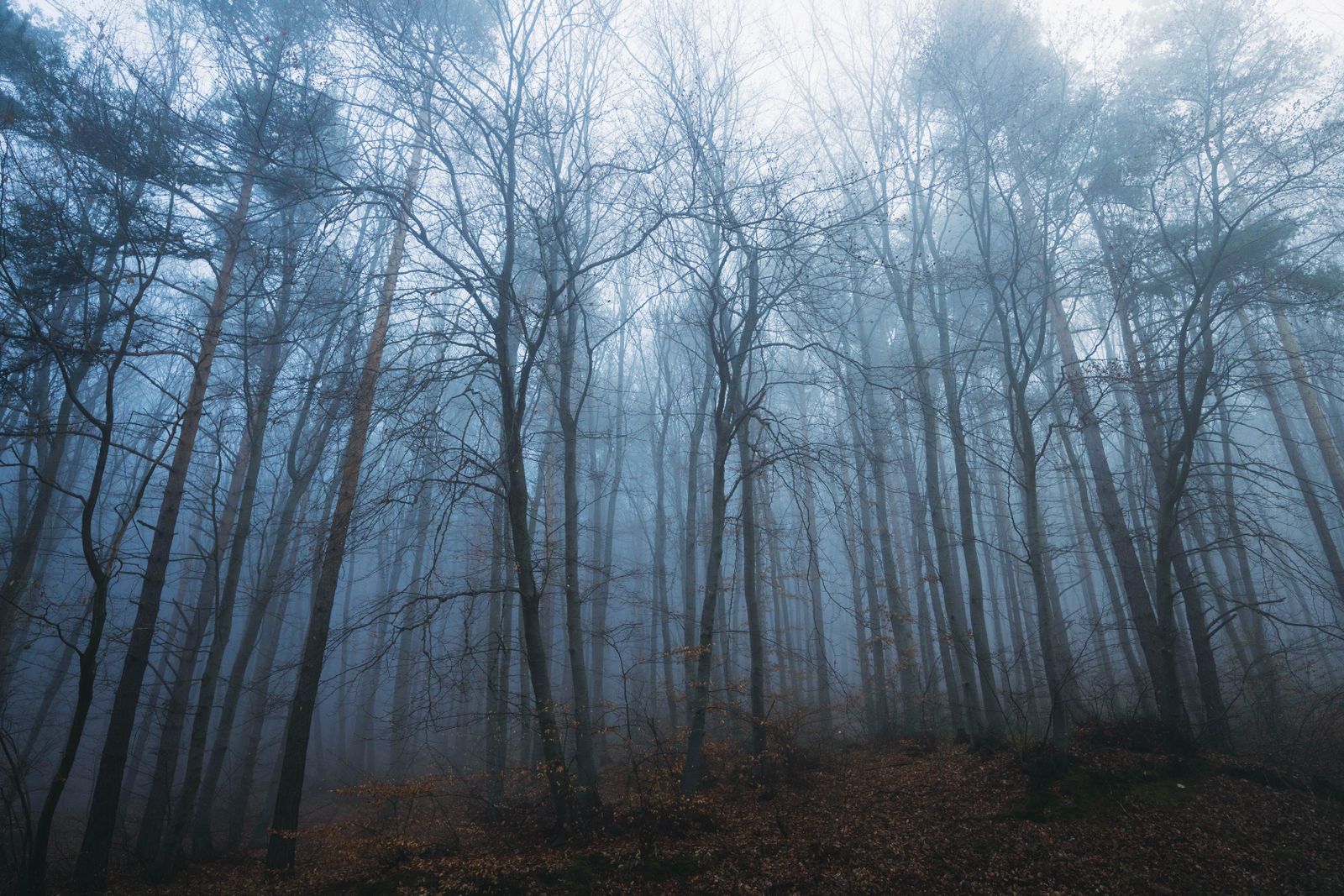 Foggy forest at night with moonlight