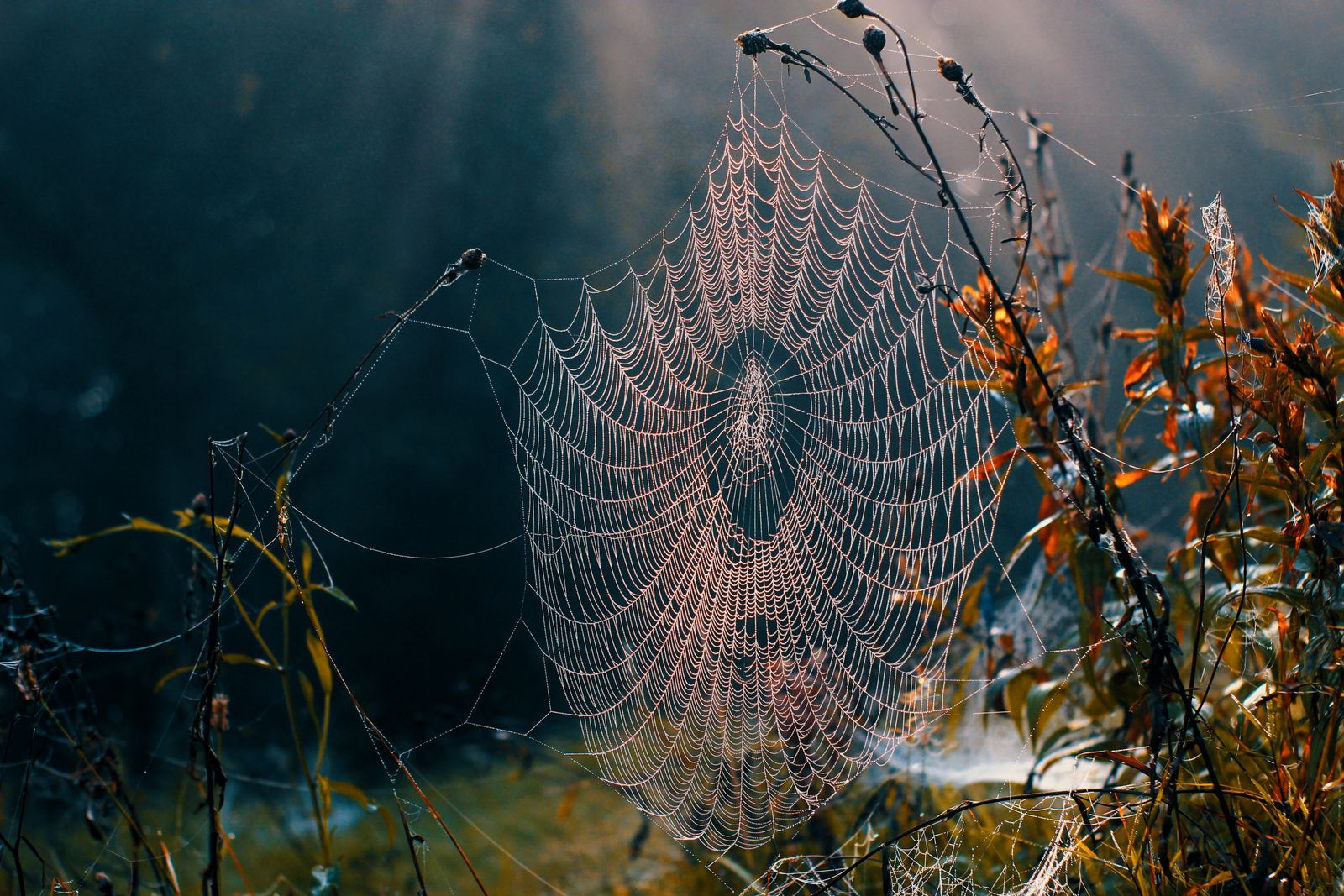 Spider web with dew drops close up