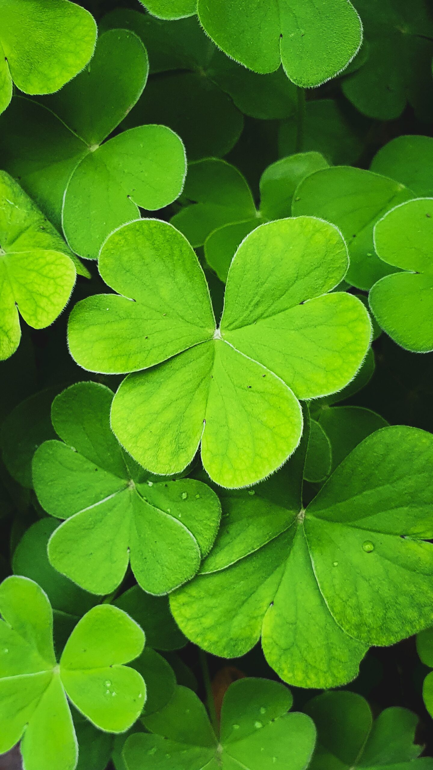 Close-up shot of four-leaf clovers