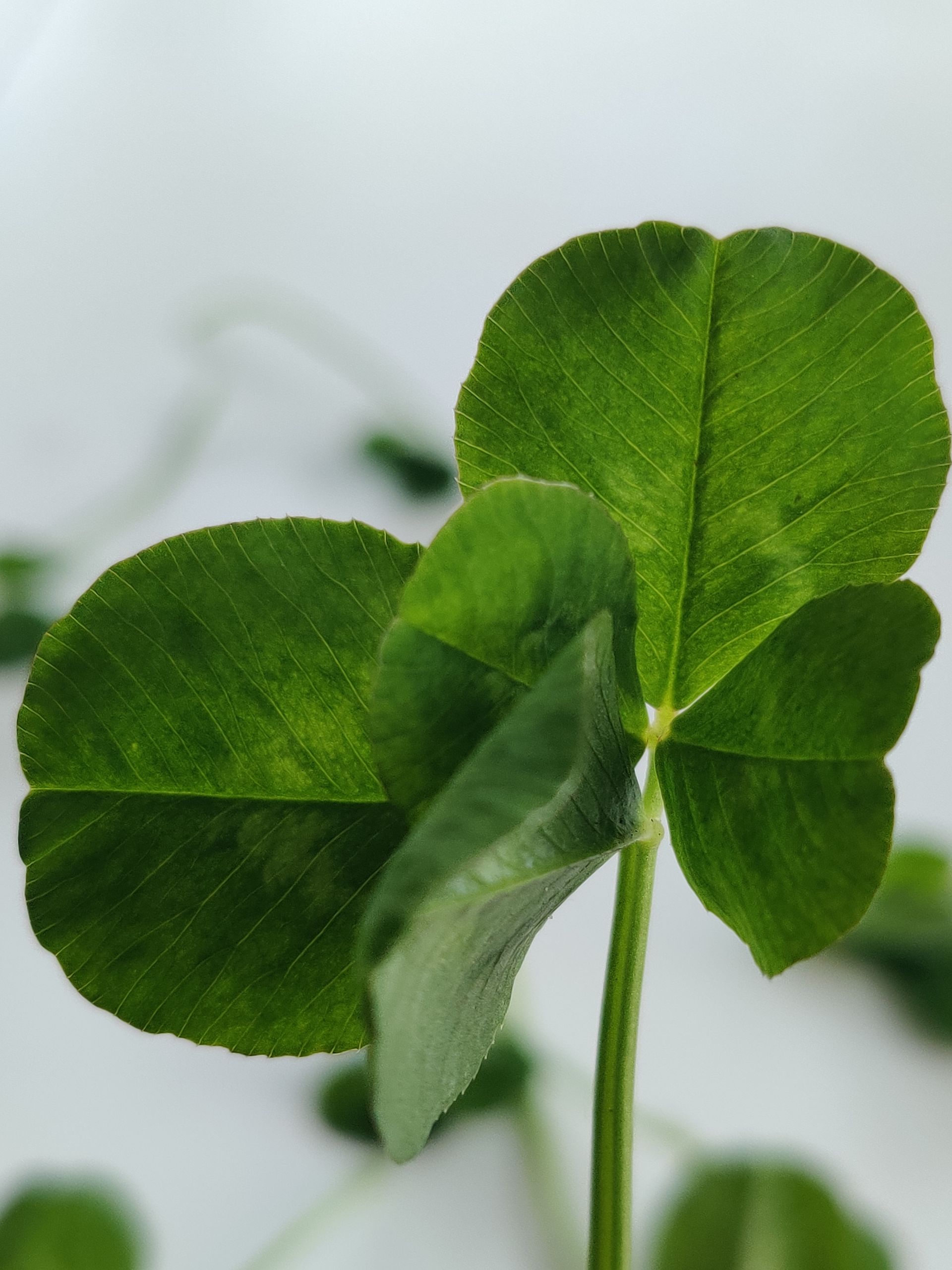 Four-leaf clover in close-up