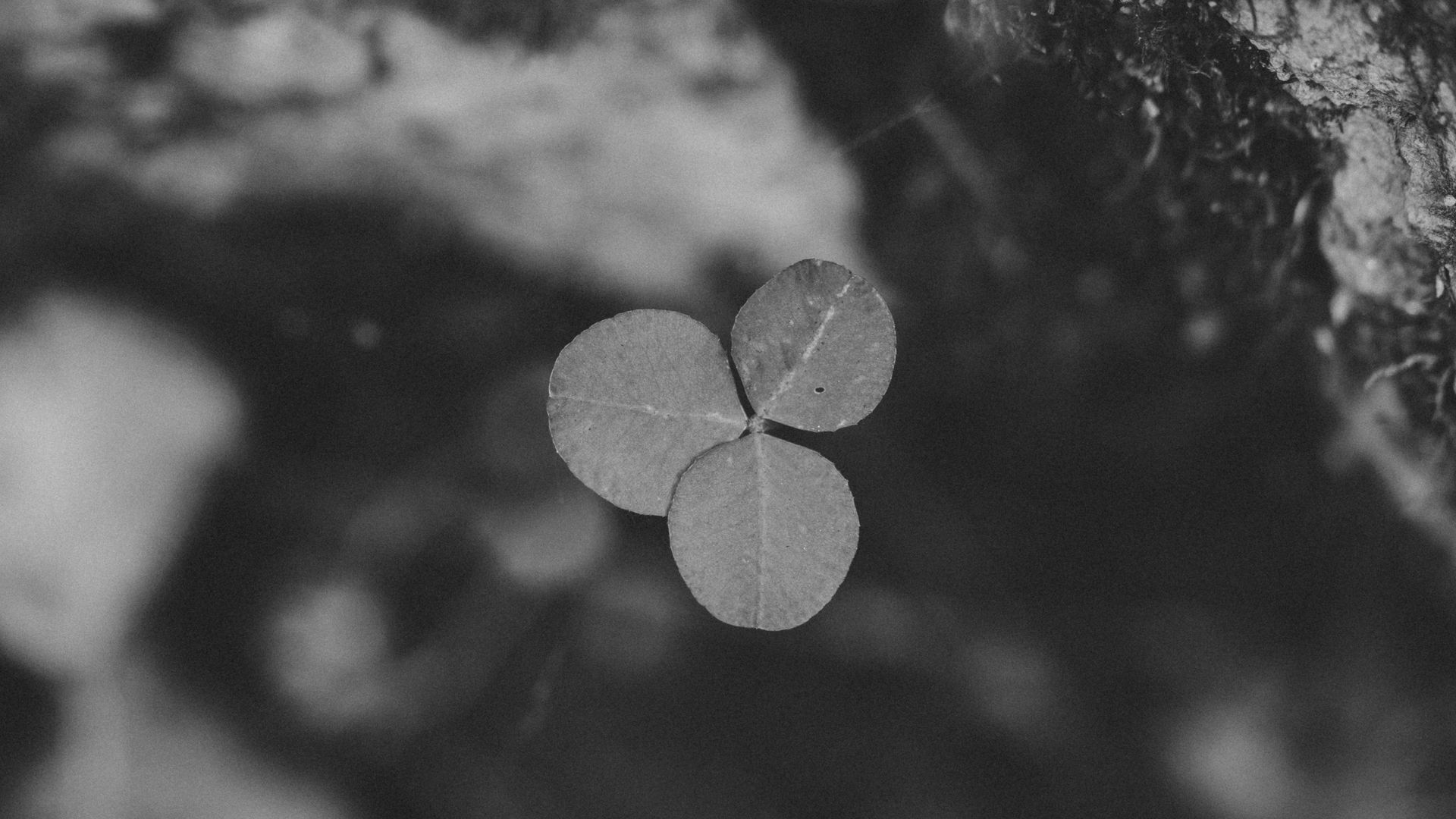 Black and white close-up of a four-leaf clover
