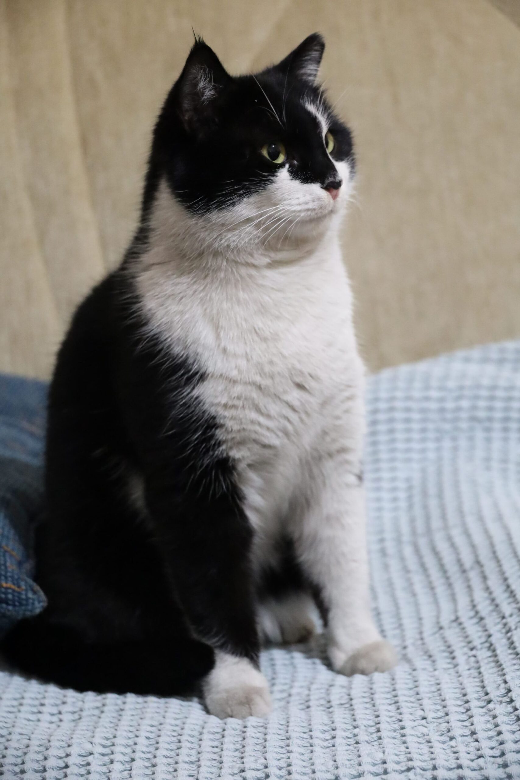Cute black and white cat sitting upright on a cozy textured surface indoors