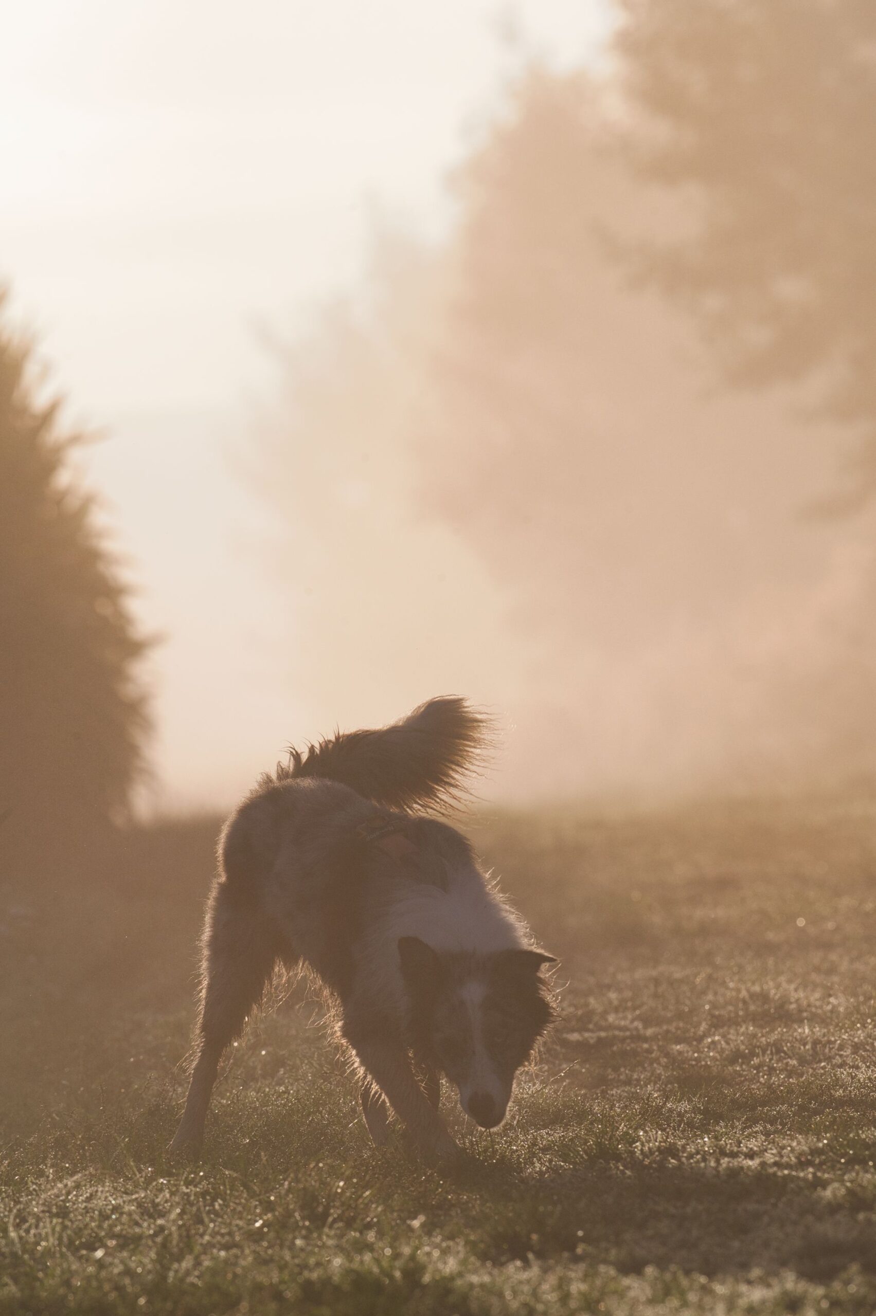 Border collie dog exploring a misty field at sunrise