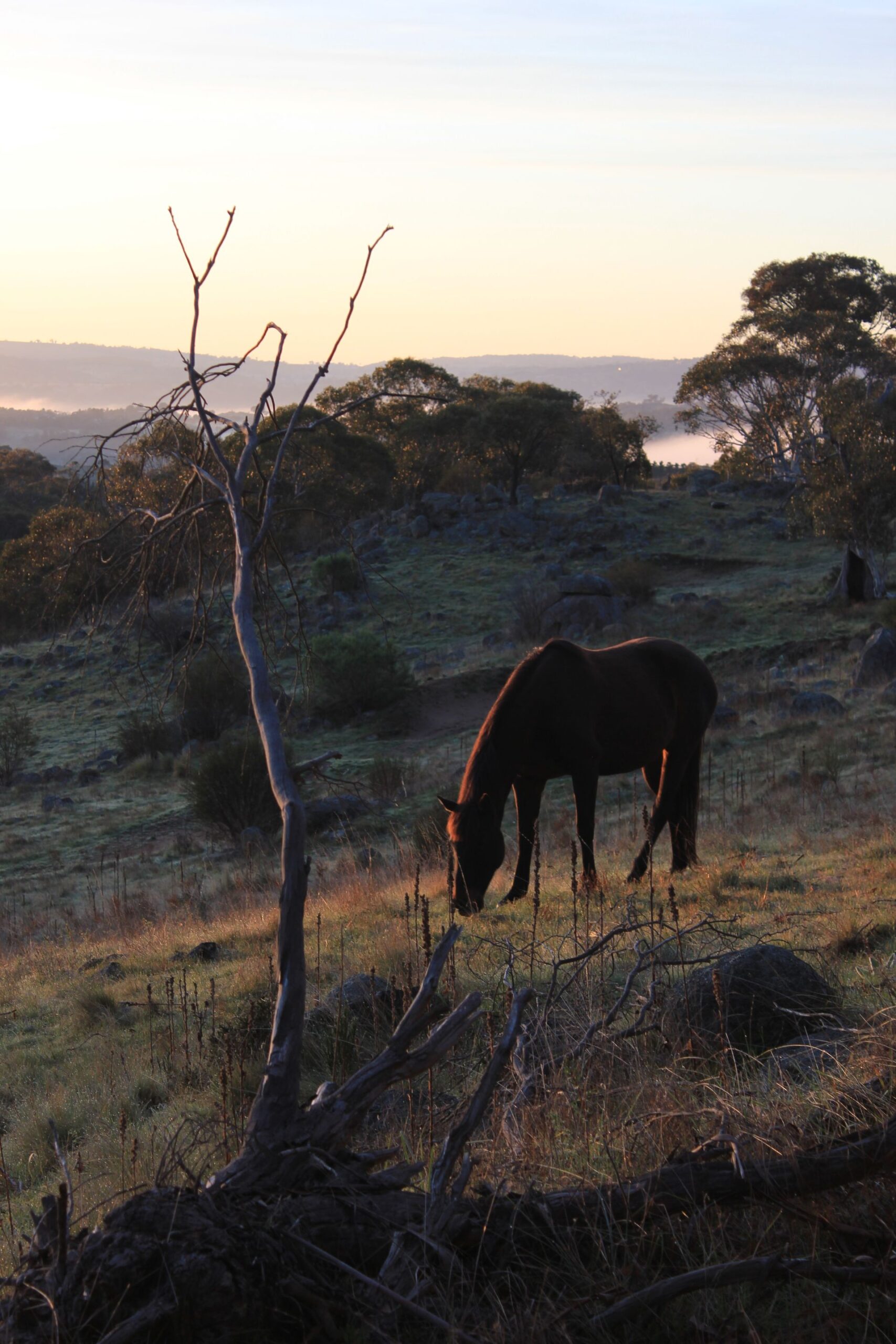 Lone horse grazing on grassland at sunrise