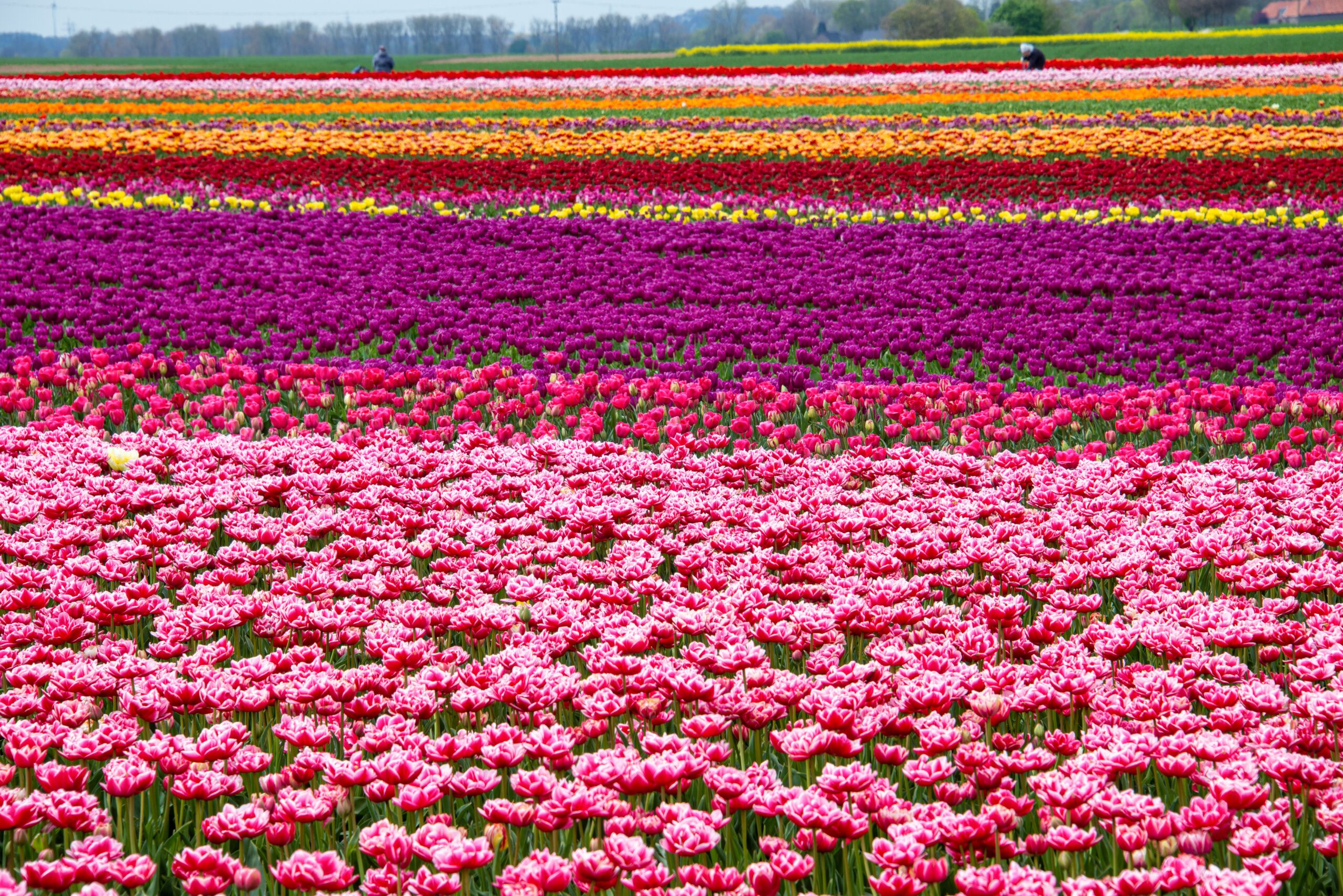 Rows of colorful tulips in spring flower field