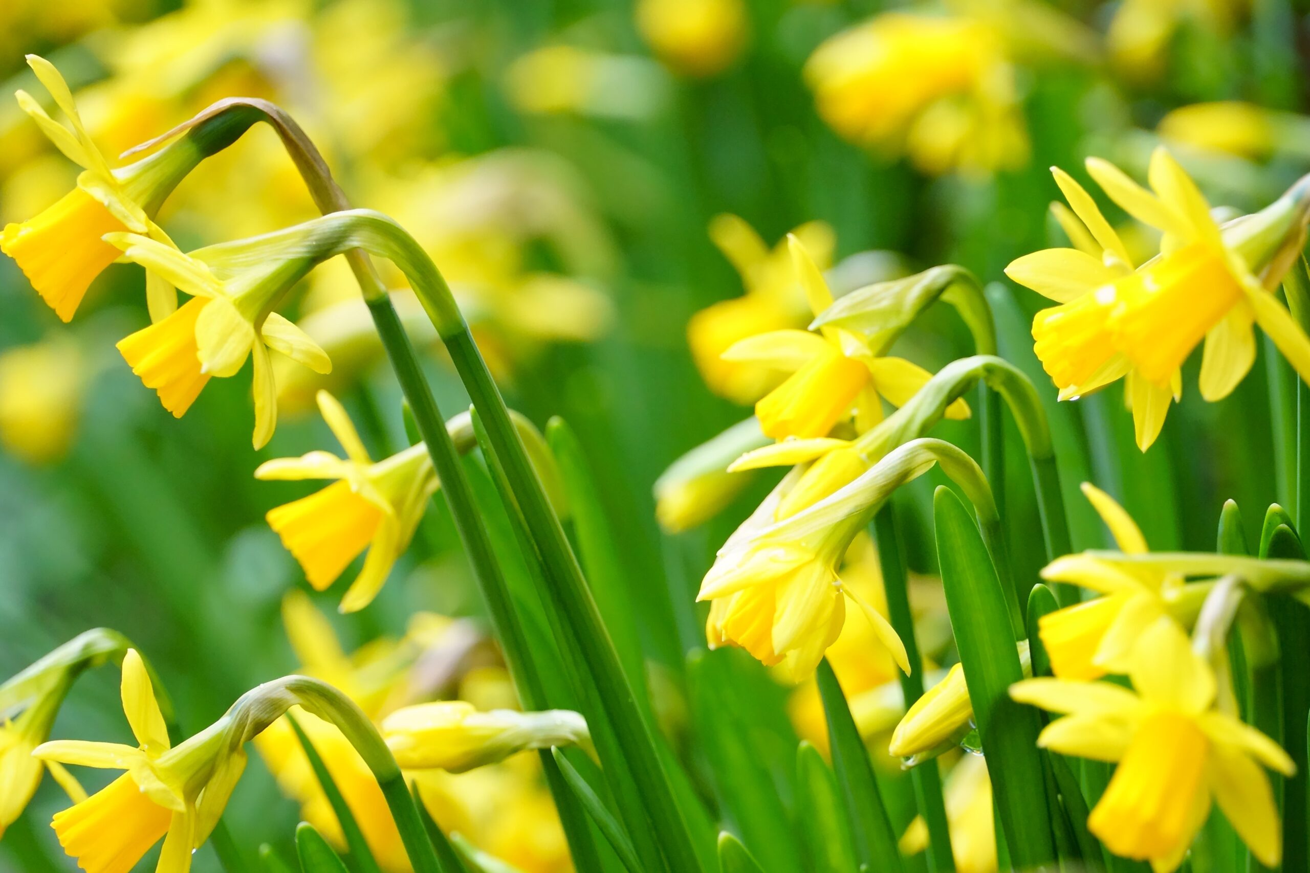 Yellow daffodils and crocuses blooming in garden