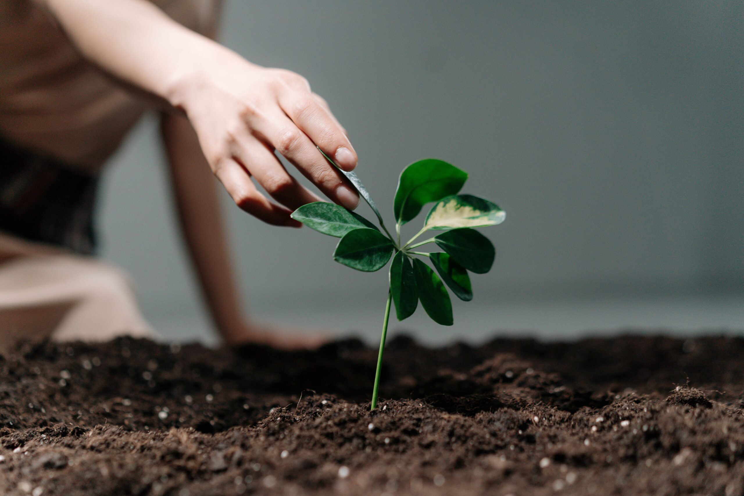 Hand watering a young seedling in spring soil