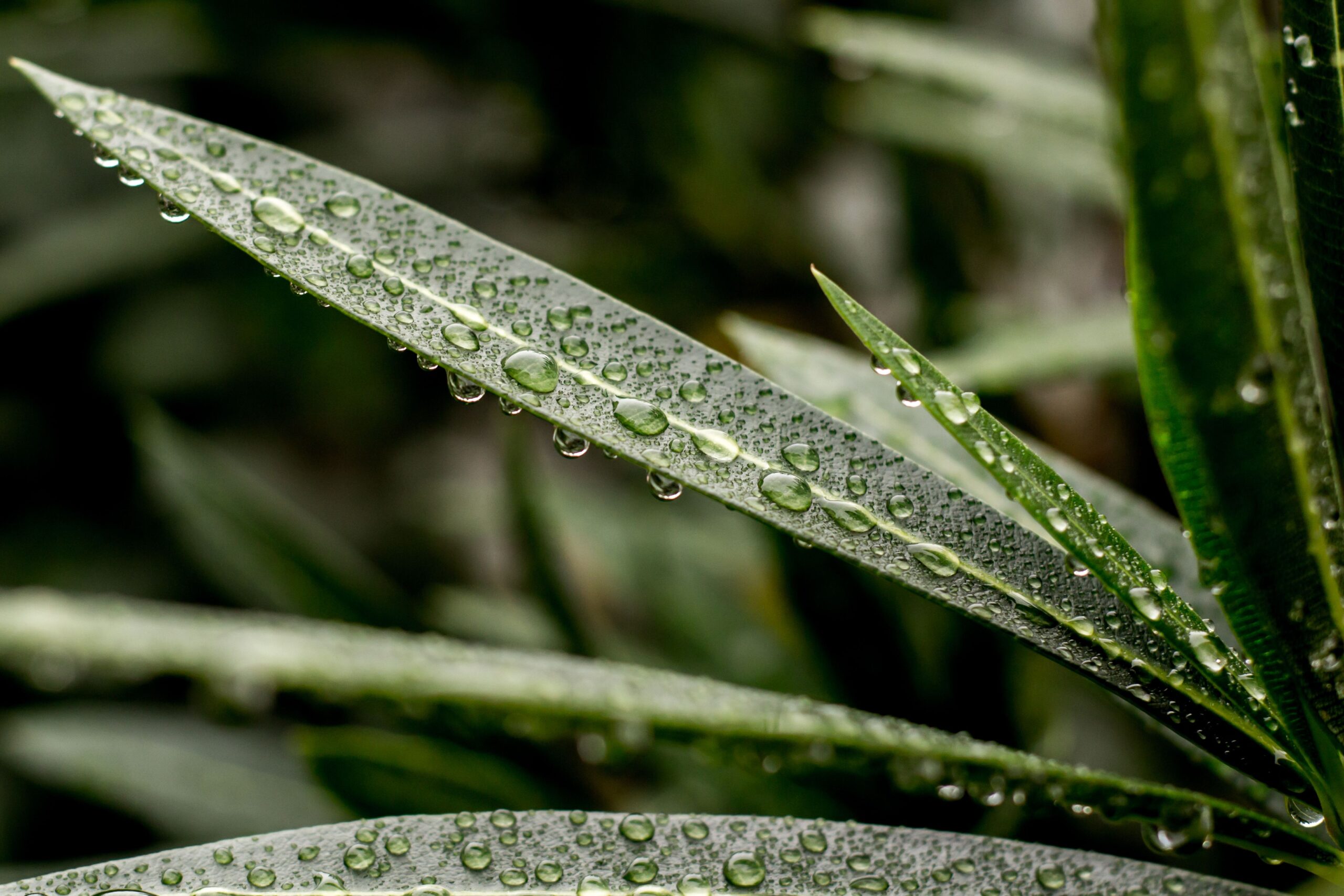 Rain drops glistening on fresh green spring leaves