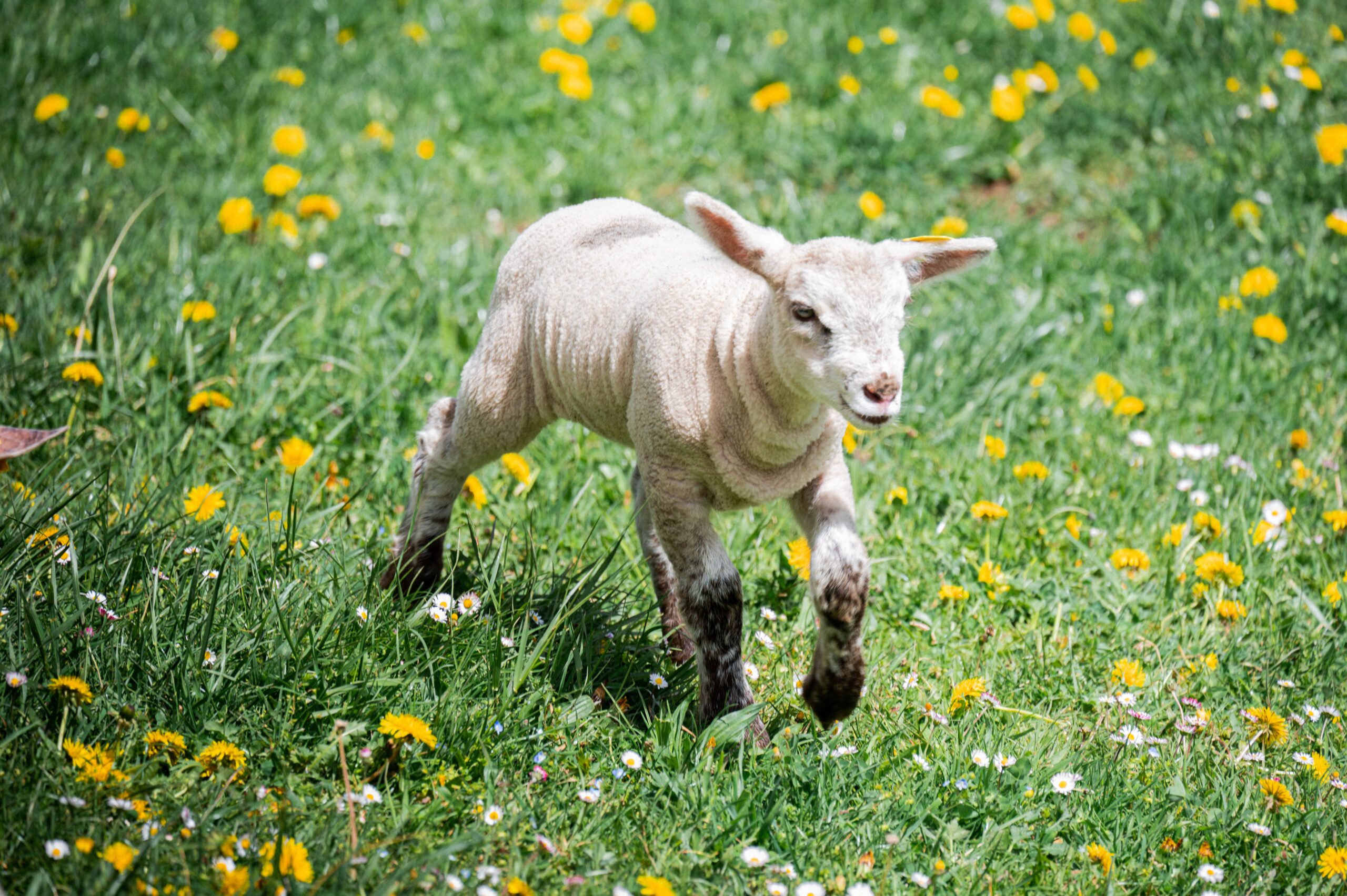 Playful lamb grazing in spring flower meadow