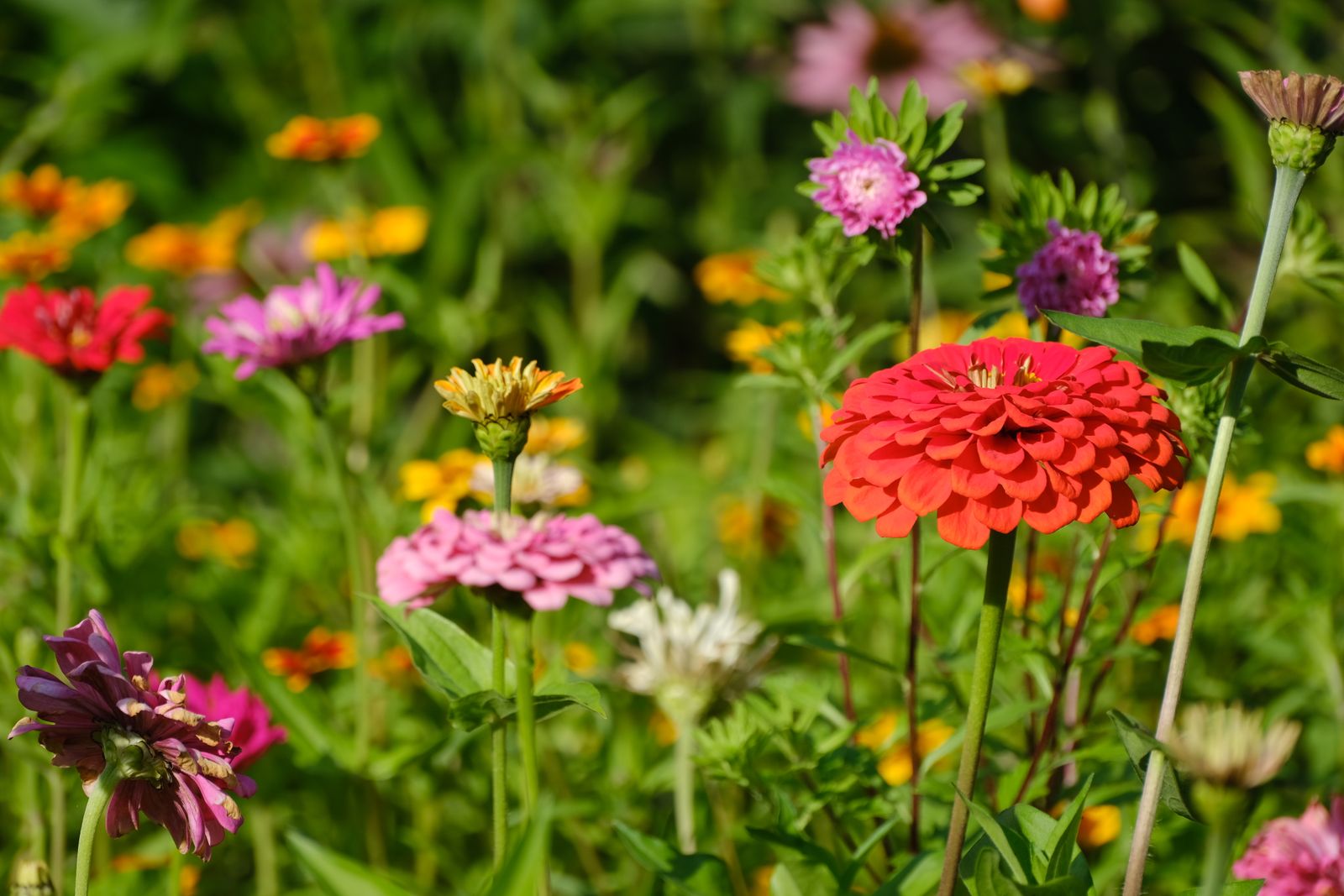 Blooming garden flowers in summer