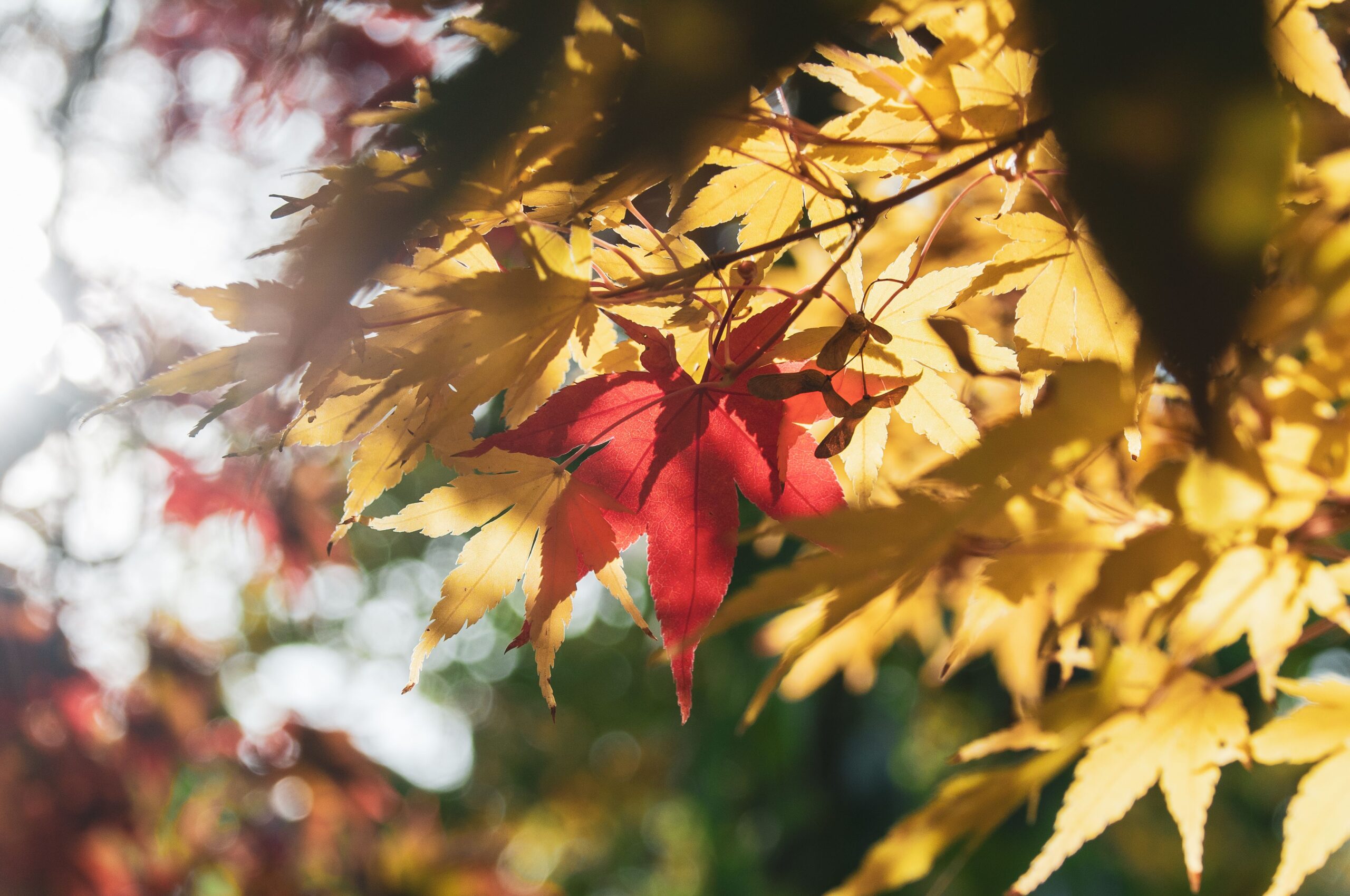 Vibrant autumn maple leaves in sunlight