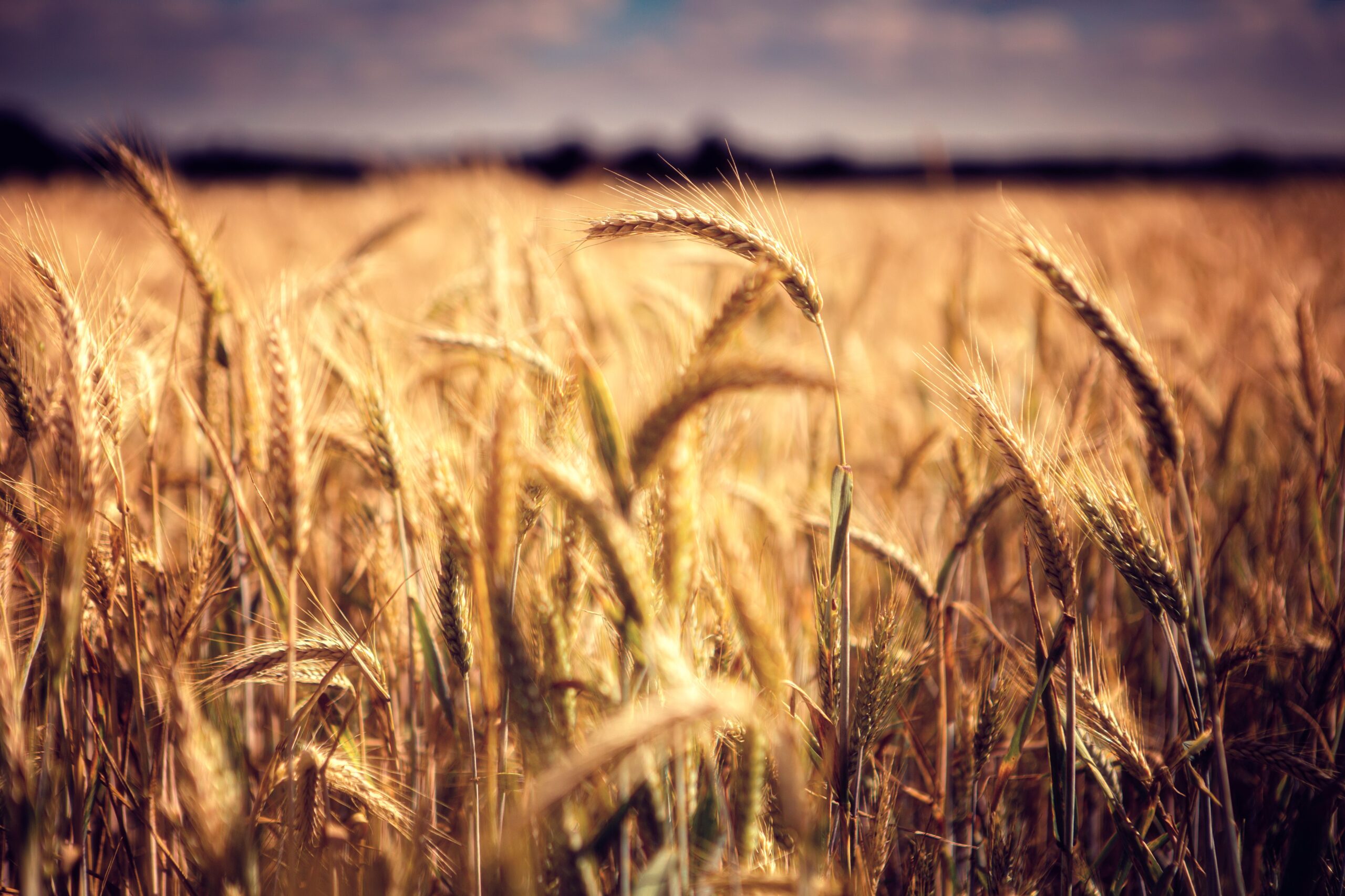Golden wheat field at harvest time