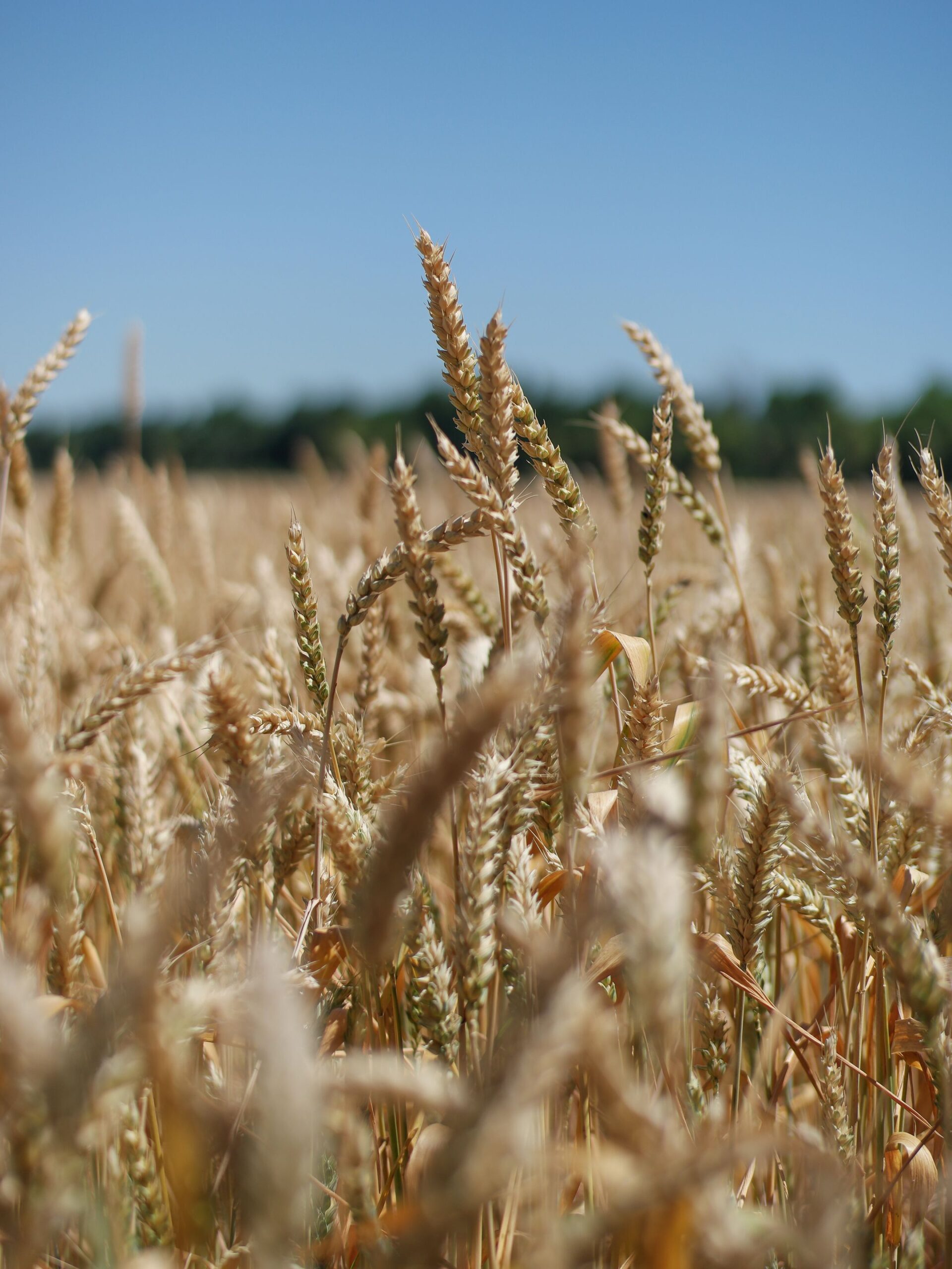 Harvest field in autumn